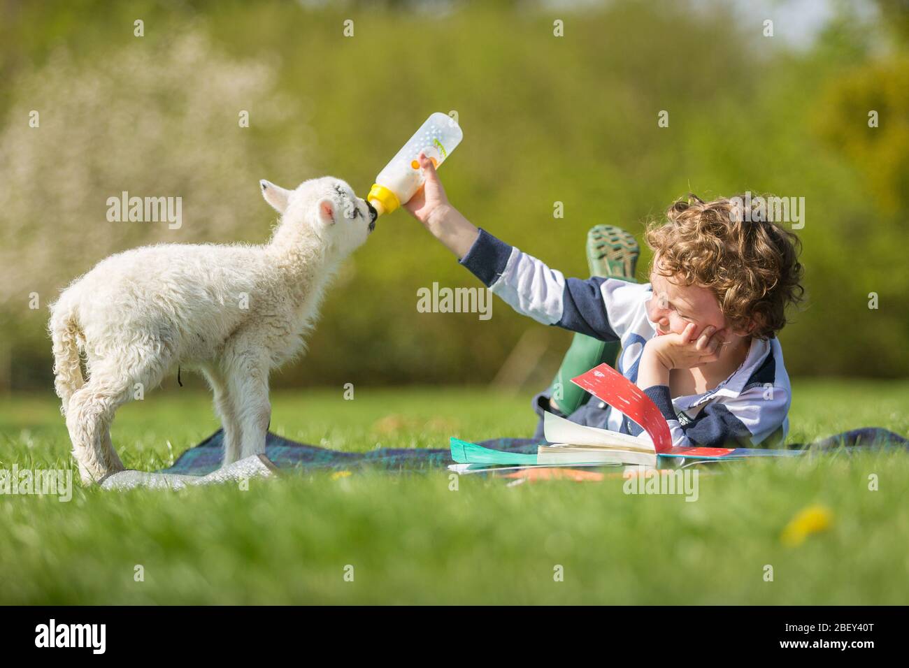 Arley, Worcestershire, Großbritannien. April 2020. Während der COVID-19-Sperre "homeschooled" wird, kann es schwierig werden, wenn ein fünf Tage altes Lamm Fütterung verlangt. Der 6-jährige Henley Mills auf der Farm seiner Eltern in Arley, Worcestershire, versucht, die Fütterung von Martha mit einer Lektüre der Hausschule zu kombinieren. [Anmerkung: Fotografiert mit voller Übereinstimmung mit aktuellen staatlichen sozialen Distanzierungsvorschriften] Quelle: Peter Lopeman/Alamy Live News Stockfoto