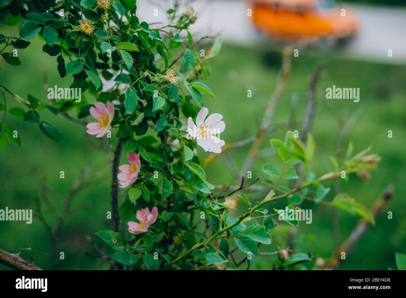 Grüner Busch mit rosa Blüten im Sommer sonnigen Tag Stockfoto