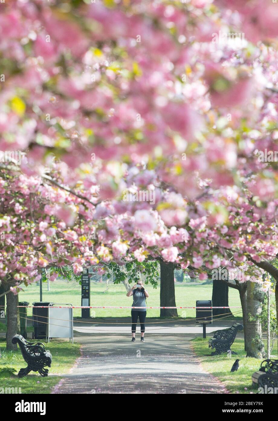 Besucher des Greenwich Park im Südosten Londons machen täglich Sport und fotografieren die Kirschblüte im Royal Park, während Großbritannien weiterhin in der Sperrungen ist, um die Ausbreitung des Coronavirus einzudämmen. PA-Foto. Bilddatum: Donnerstag, 16. April 2020. Siehe PA Geschichte GESUNDHEIT Coronavirus. Foto-Kredit sollte lauten: Stefan Rousseau/PA Wire Stockfoto