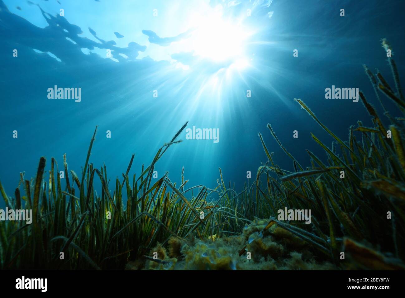 Sonnenlicht unter Wasser durch Wasseroberfläche mit Seegras auf dem Meeresboden, natürliche Szene, Mittelmeer, Frankreich Stockfoto