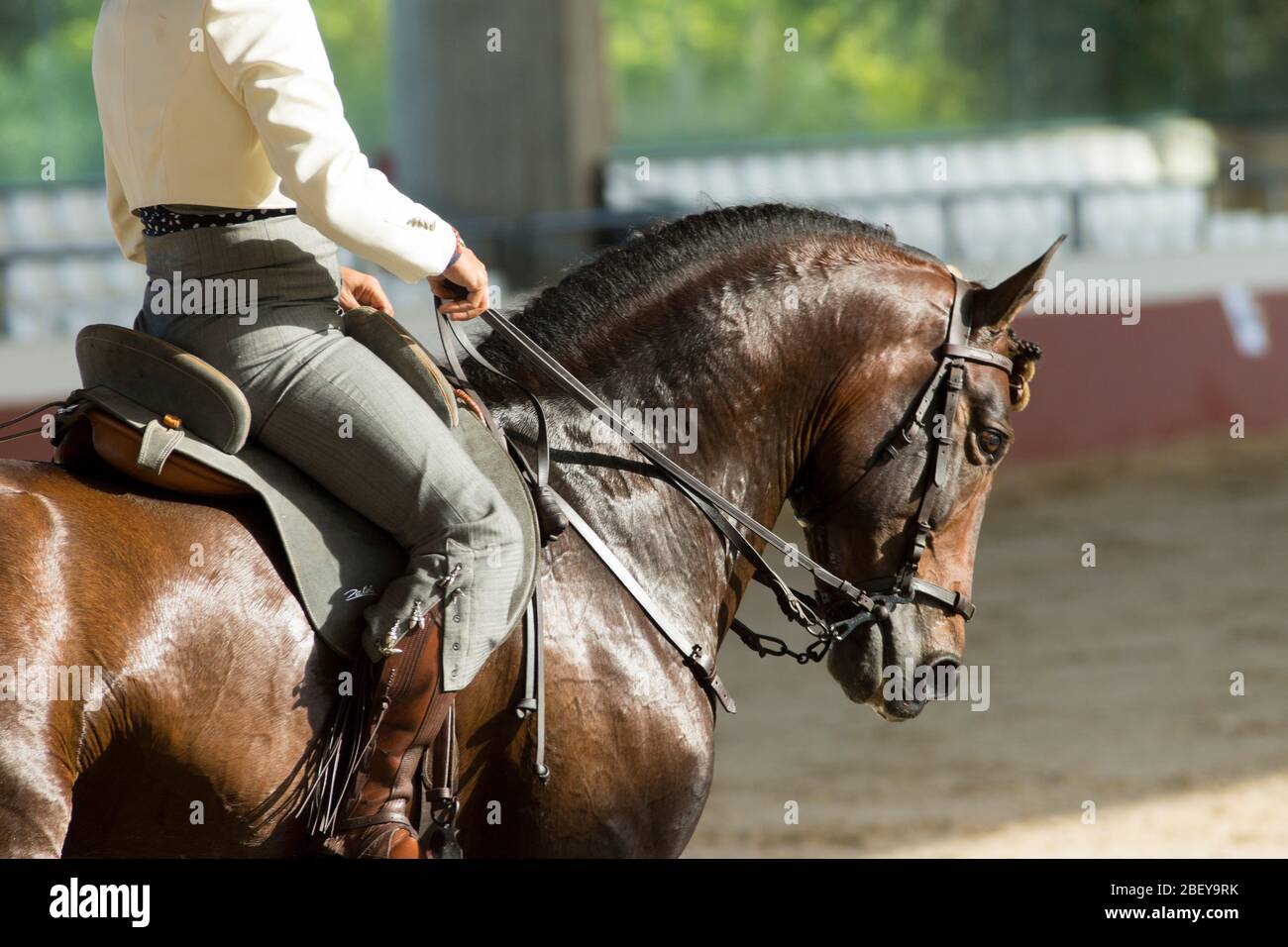 Gesichtsporträt eines braunen spanischen Pferdes in einem traditionellen Wettbewerb mit traditionellen Zaum der High School in spanien Stockfoto