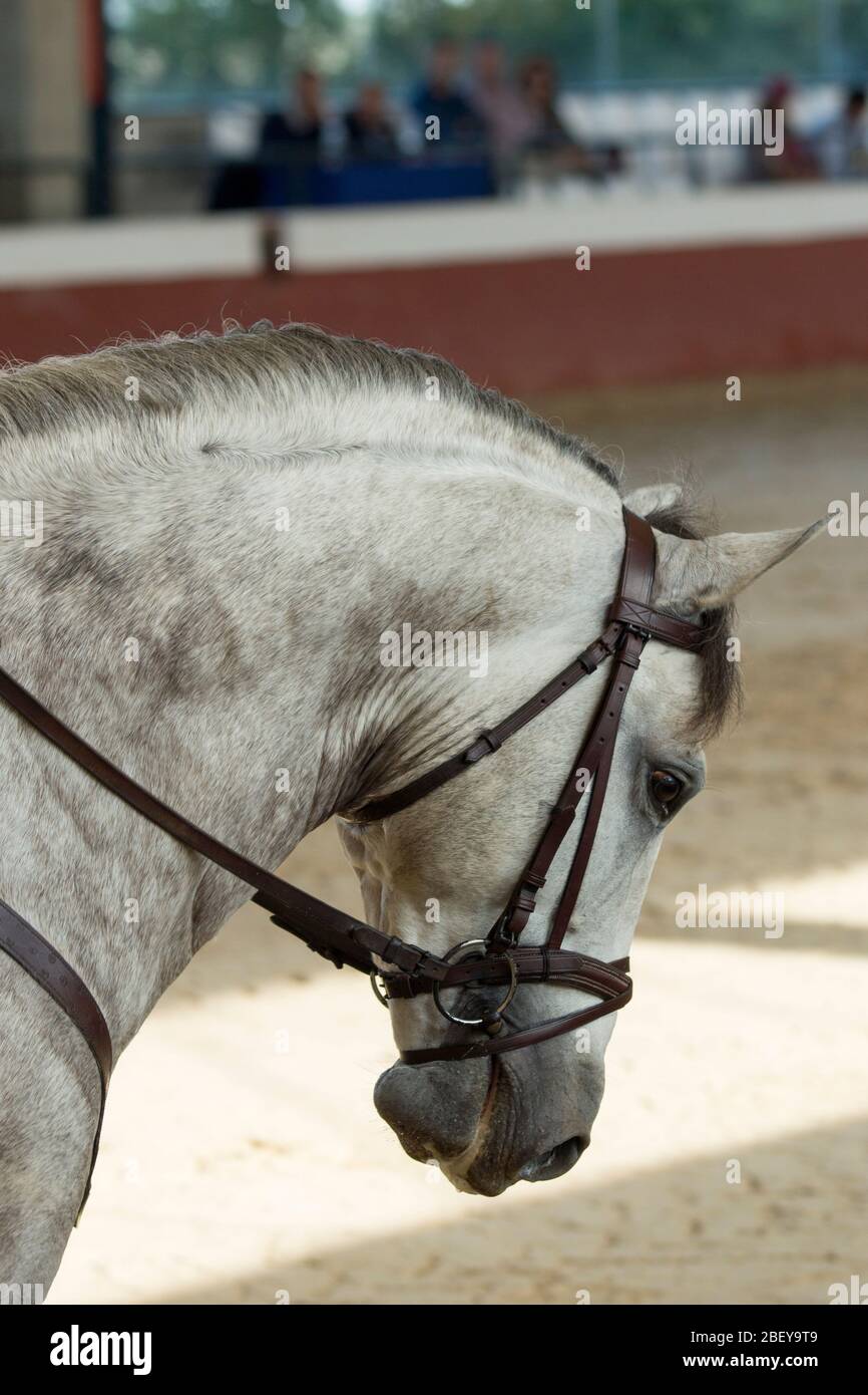 Gesichtsporträt eines grauen spanischen Pferdes in einem traditionellen Wettbewerb mit traditionellen Zaum der High School in spanien Stockfoto