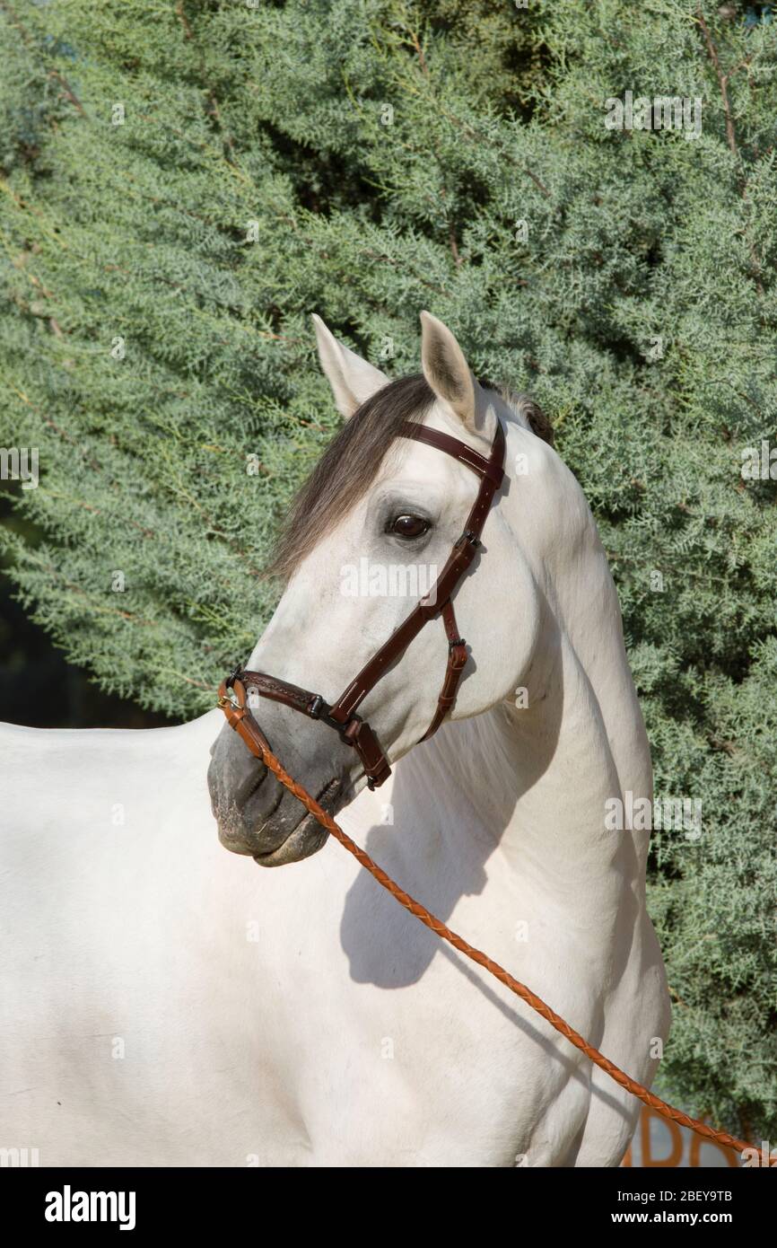 Schönes Gesichtsporträt eines spanischen Pferdes vor einem Wettkampf in Jerez Stockfoto
