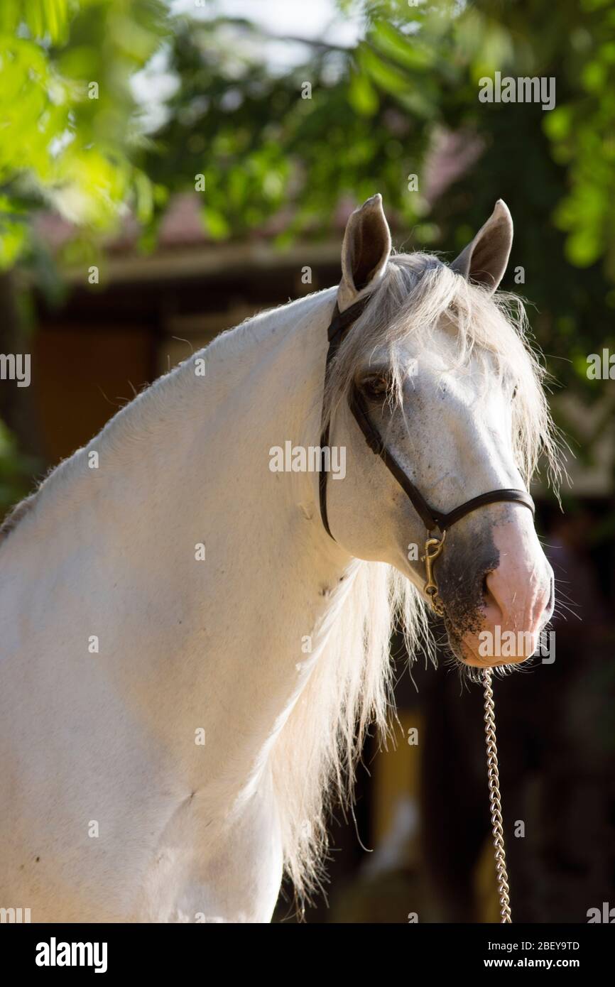 Schönes Gesichtsporträt eines weißen spanischen Pferdes vor einem Wettkampf in Jerez Stockfoto