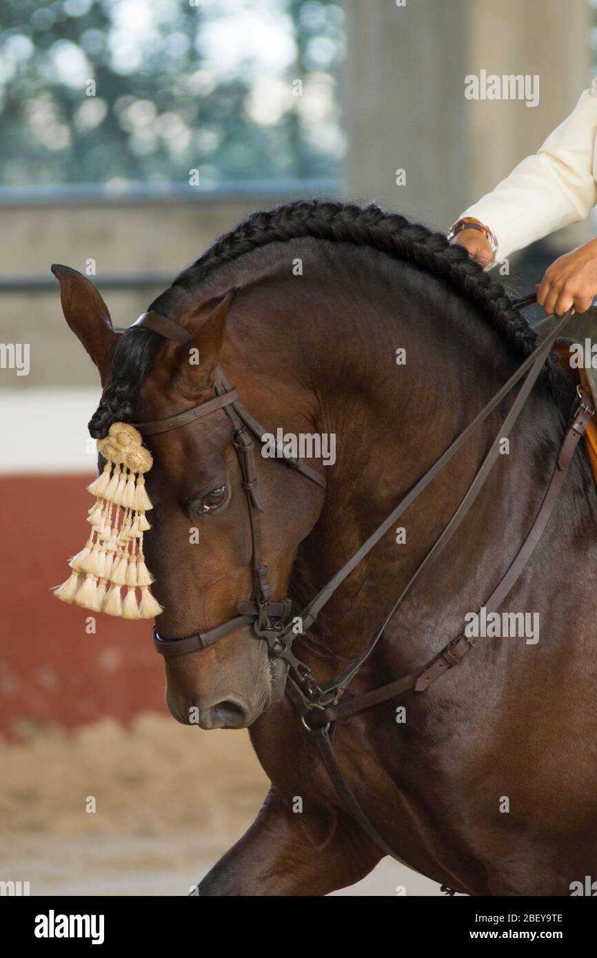 Gesichtsporträt eines braunen spanischen Pferdes in einem traditionellen Wettbewerb mit traditionellen Zaum der High School in spanien Stockfoto