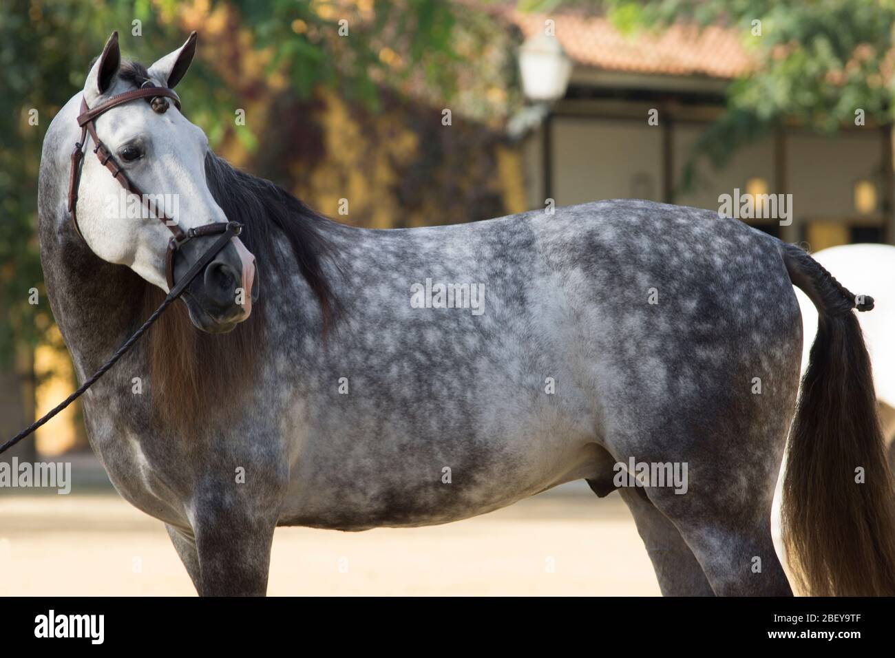 Schönes Porträt eines grauen spanischen Pferdes in Jerez vor einem Wettkampf Stockfoto