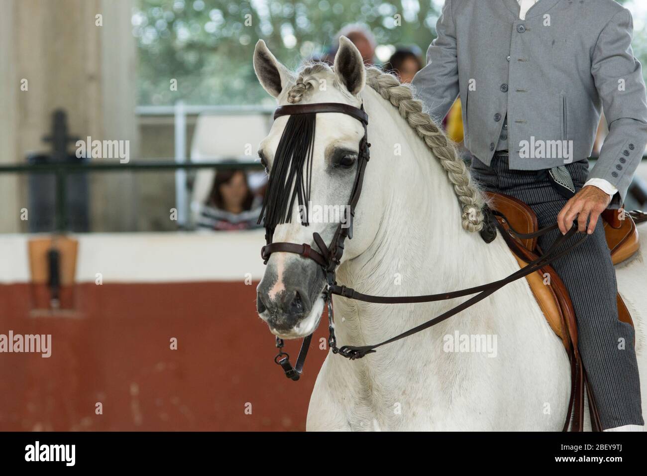 Gesichtsporträt eines weißen spanischen Pferdes in einem traditionellen Wettbewerb mit traditionellen Zaum der High School in spanien Stockfoto