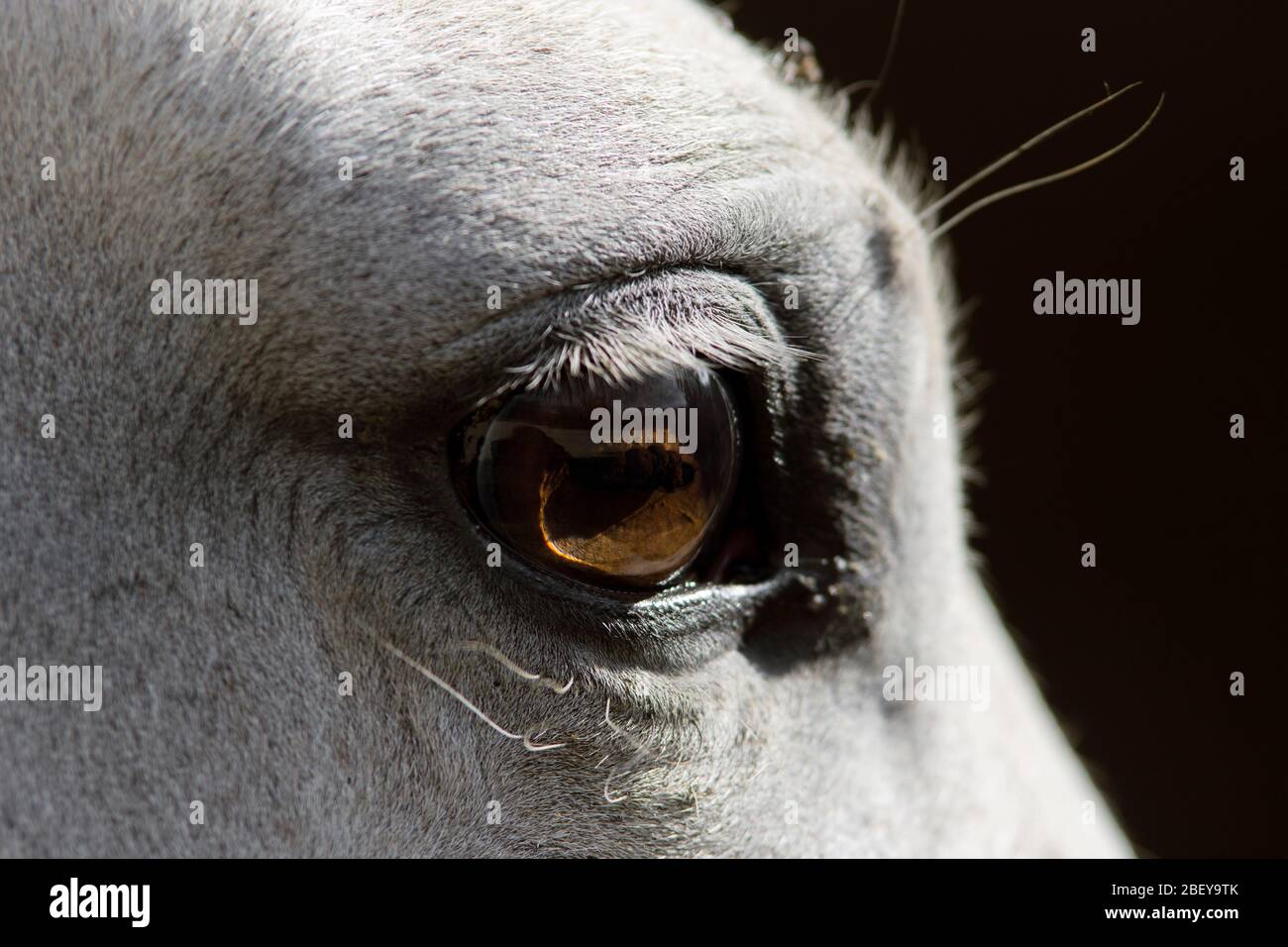 Nahaufnahme Porträt des Auges eines weißen spanischen Pferdes in der Box Stockfoto