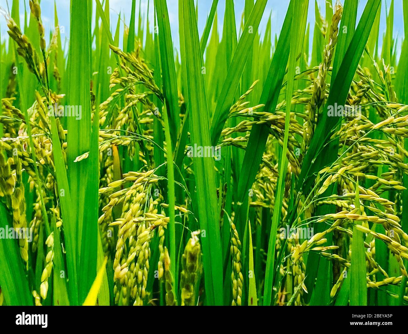 Reisfeld, Grünreisprossen auf der Wiese. Junger grüner Reis. Ackerland. Reis Nahaufnahme. Stockfoto