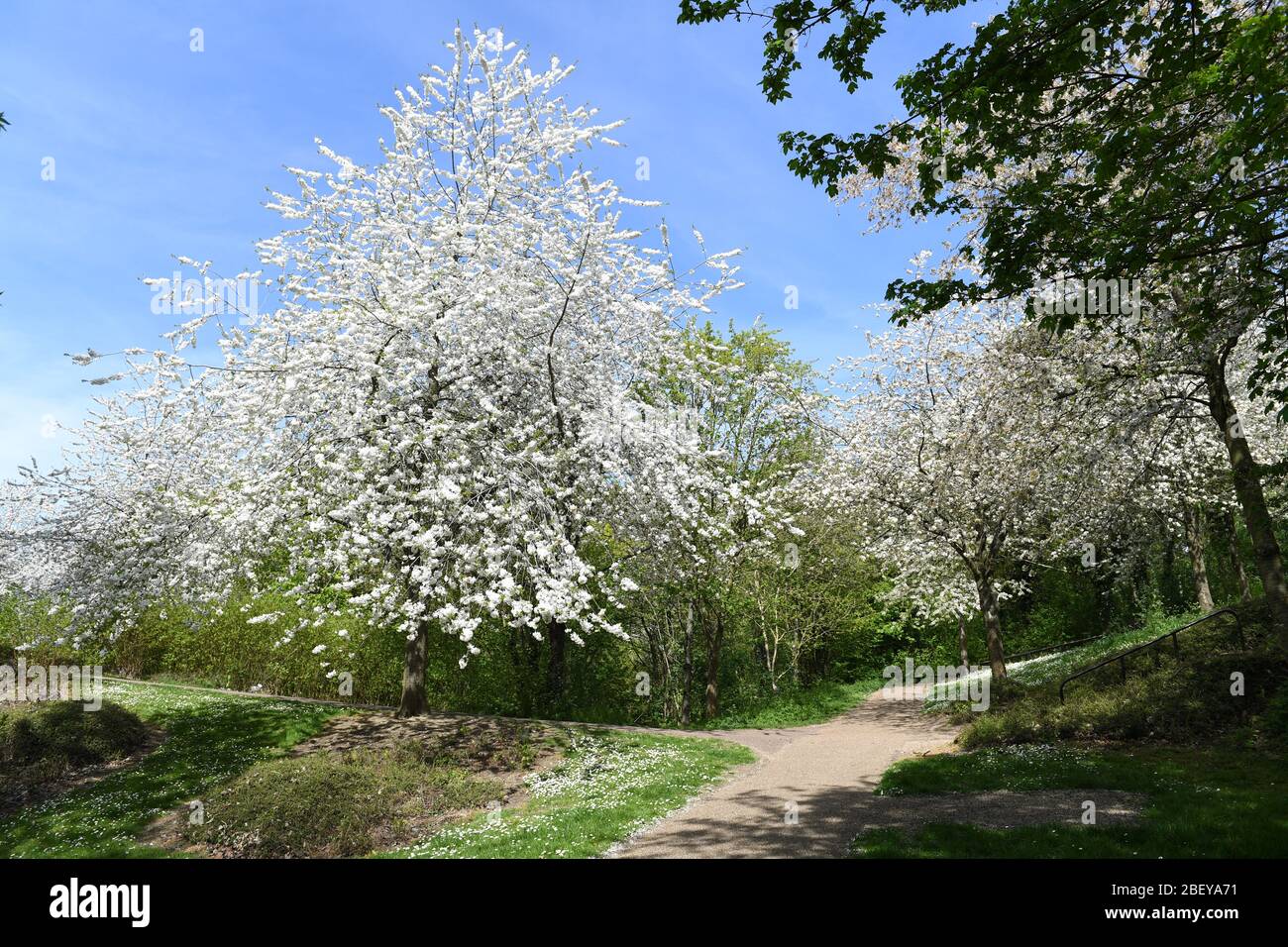 Weiße Blüte gegen blauen Himmel Frühling Stockfoto