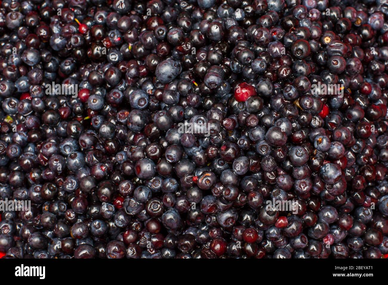 Hintergrund von frisch gepflückten Bio-Wildbluebeeren Stockfoto