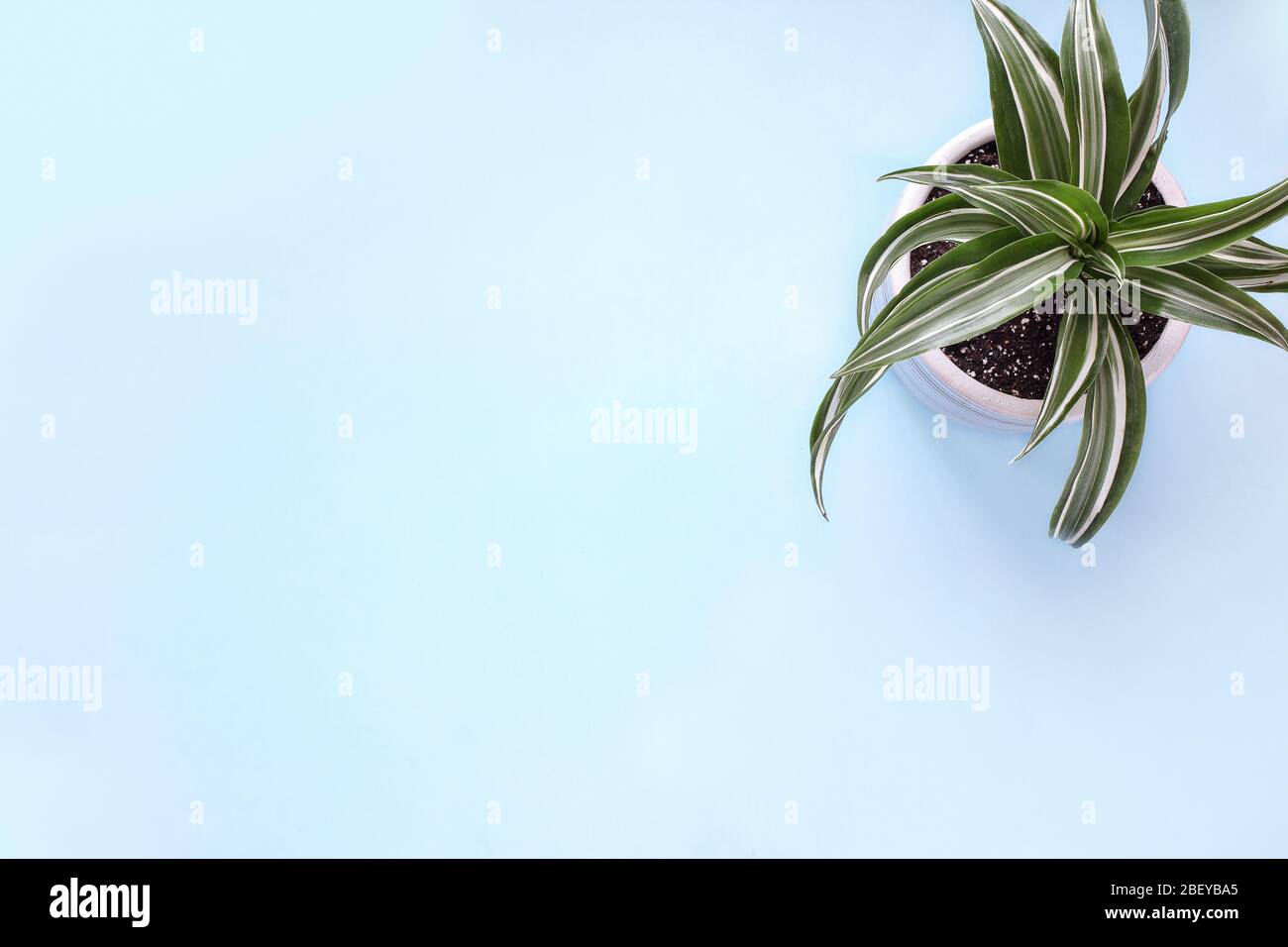 Draufsicht eines weißen Juwels, Dracaena deremensis, Zimmerpflanze auf blauem Hintergrund mit Freiraum für Text. Stockfoto