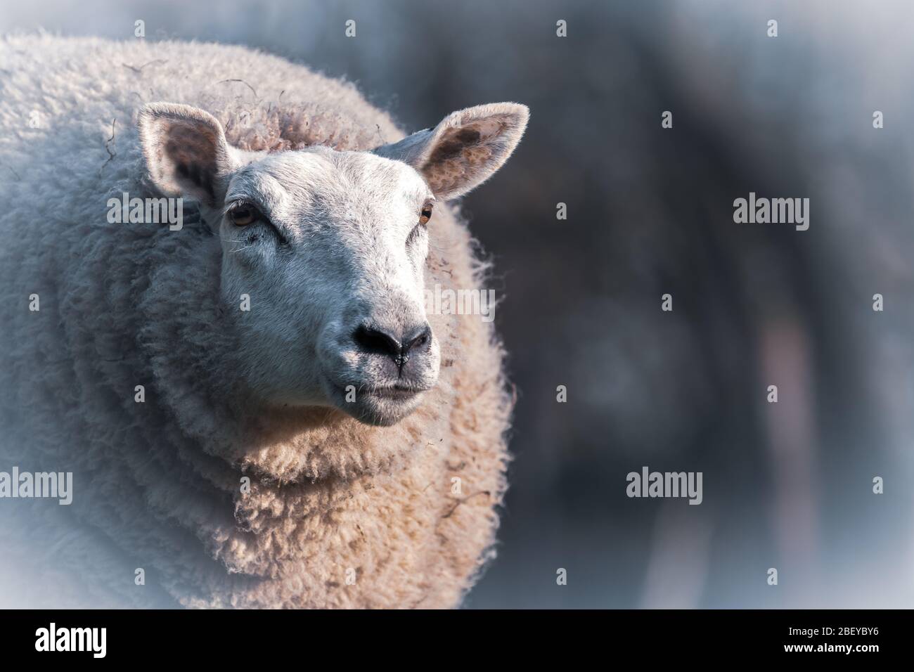 Ein männliches Lamm mit voller Wolle in einer Wintersaison Stockfoto