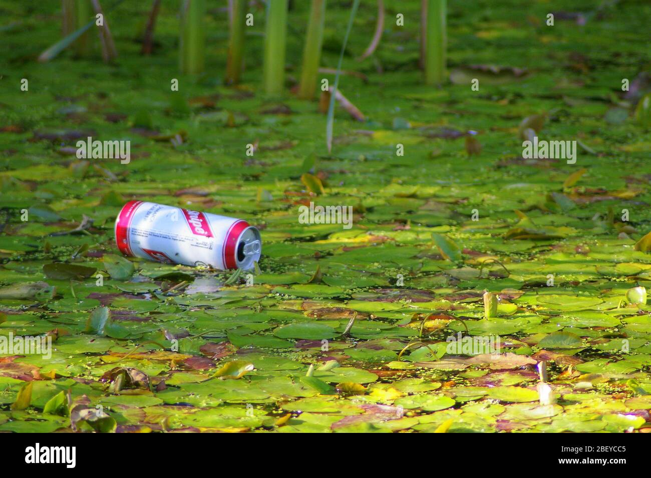 Leere Bierköckchen Würfen einen mit Lilienpads und Schilf bedeckten Körper Wasser Stockfoto