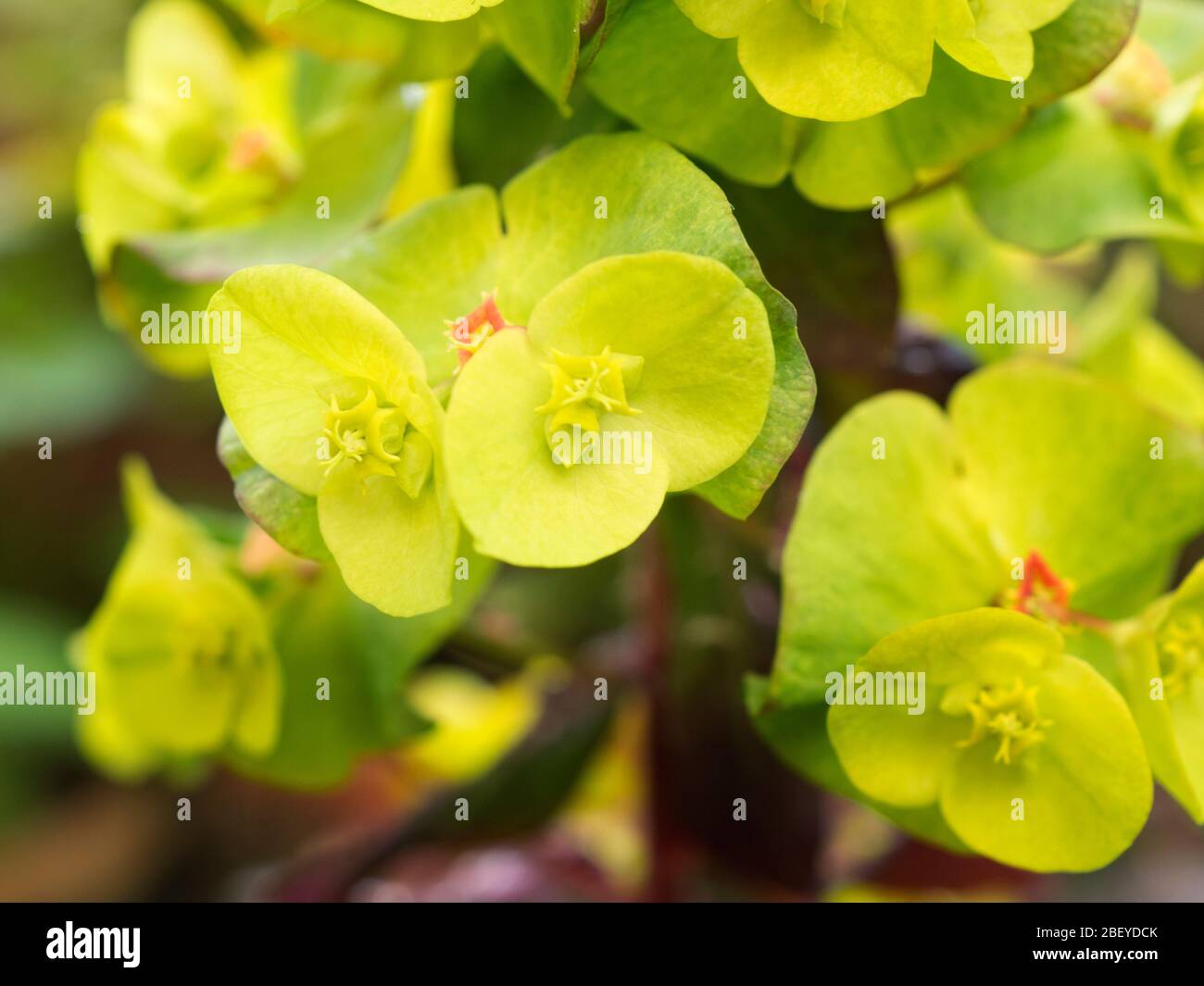 Euphorbia purea oder Holzspieß mit sauren gelben Blüten im Frühjahr Stockfoto