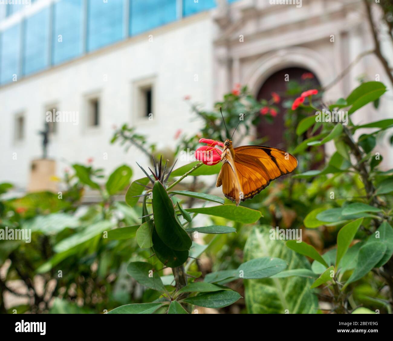 Städtische Tierwelt: Orange Julia Longwing oder Julia Butterfly (Dryas iulia) füttern auf einer Blume im Zentrum der Altstadt von Havanna, Kuba Stockfoto
