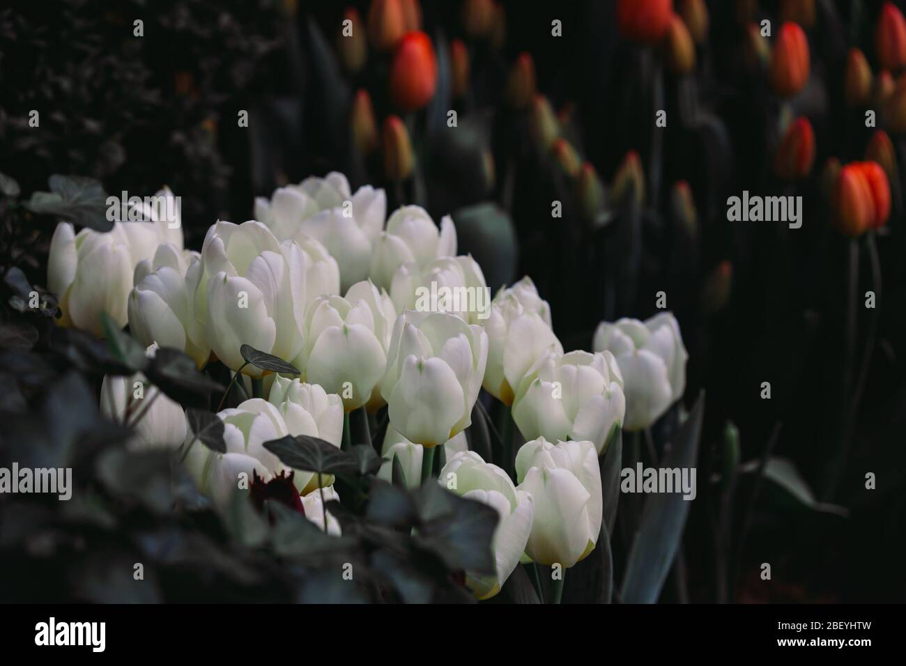 Schöne bunte Tulpen im Garten. Dunkle Farben. Selektiver Fokus, Körnung Stockfoto