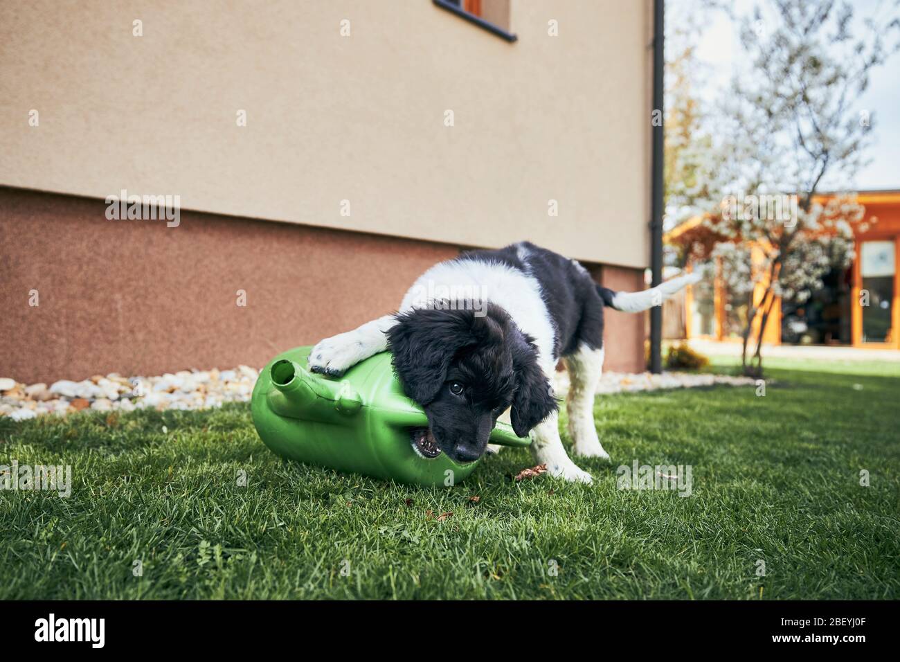 Häusliches Leben mit Hund. Freche Welpen von tschechischen Berghund kämpfen mit Gießkanne auf Hinterhof. Stockfoto