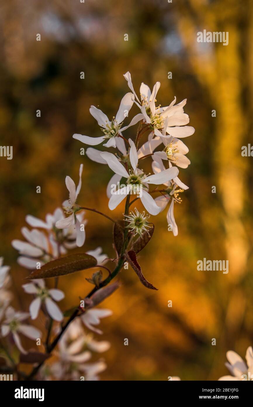 Fruchtbaumblüte Stockfoto