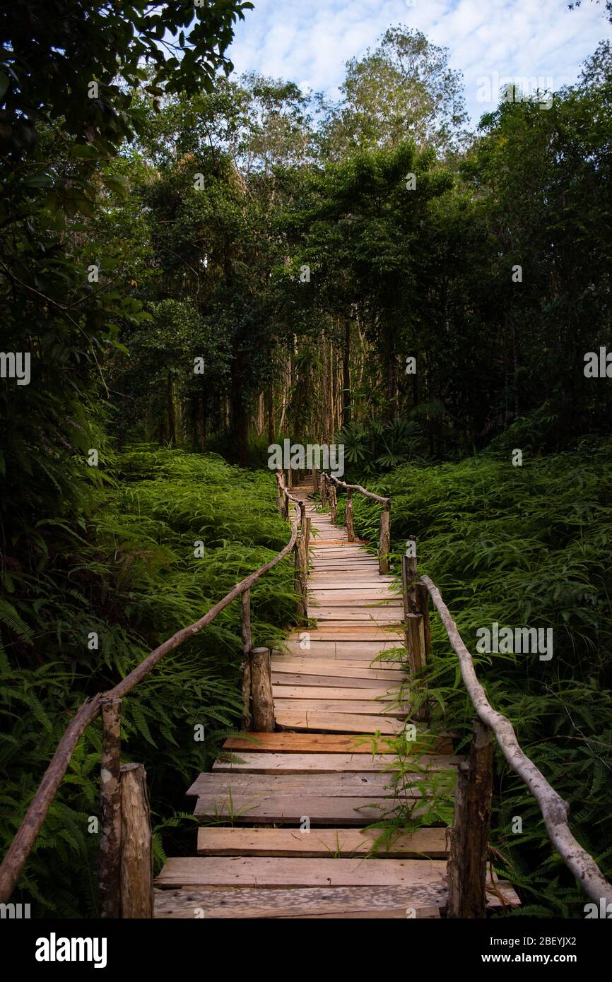 Ein erhöhter Holzsteg führt den Weg durch dichtes Laub und Wald. Stockfoto