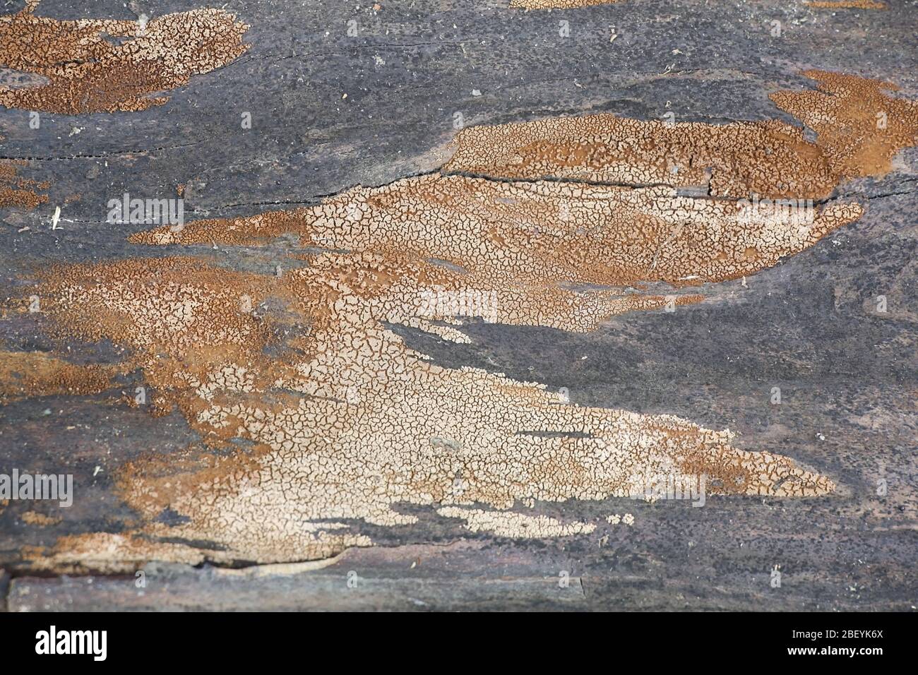 Merismodes anomala, eine kleine Schale geformte cyphelloid Pilz, Formen verpackt Wucherungen mit winzigen Obst stellen Stockfoto