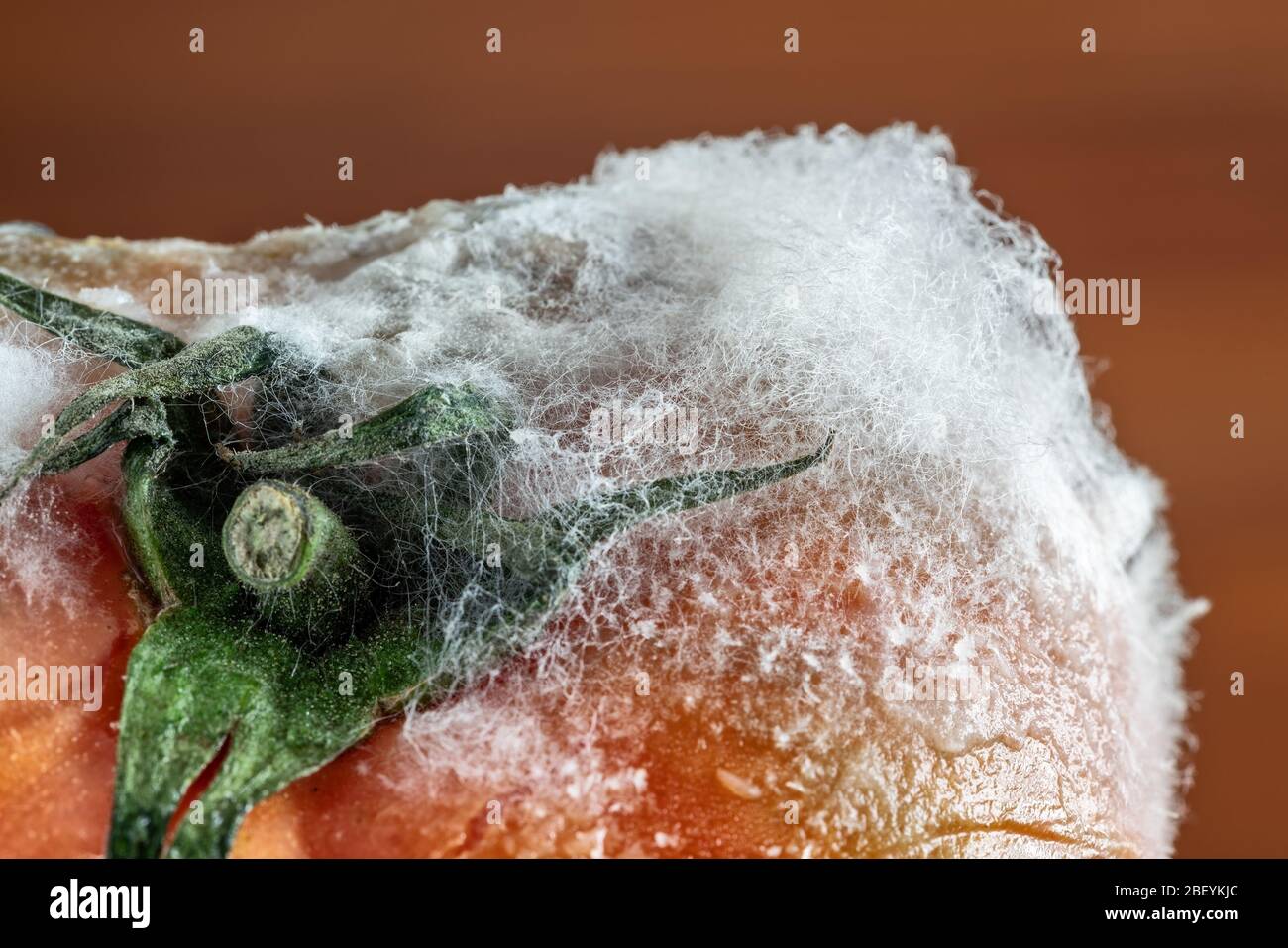 Verfaulte Tomate mit Schimmel und Pilzen und Moos auf dunklem Hintergrund. Stockfoto