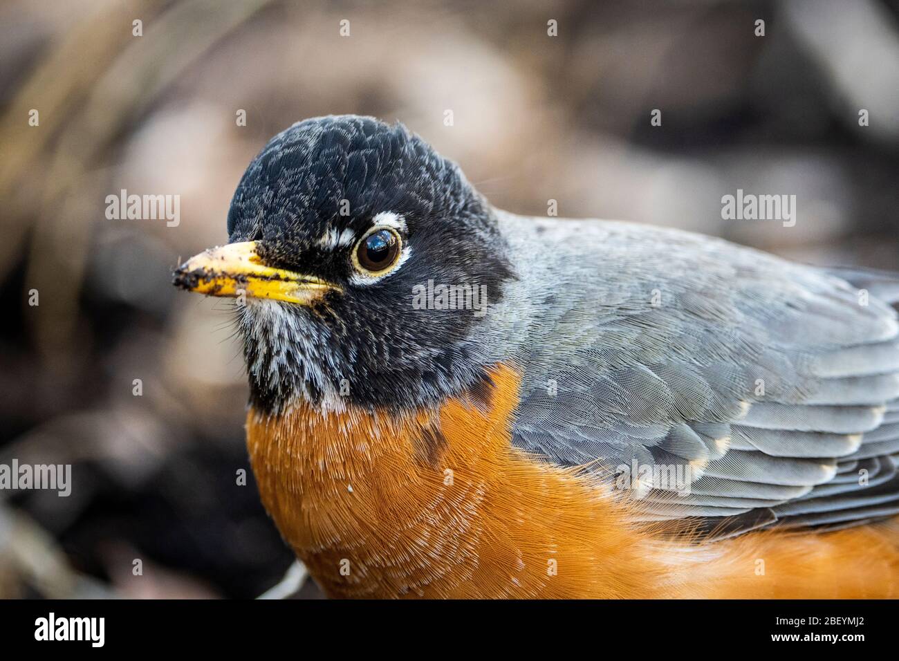 Amerikanische Rotkehlchen auf der Nahrungssuche nach Insekten und Würmern im Gras Stockfoto