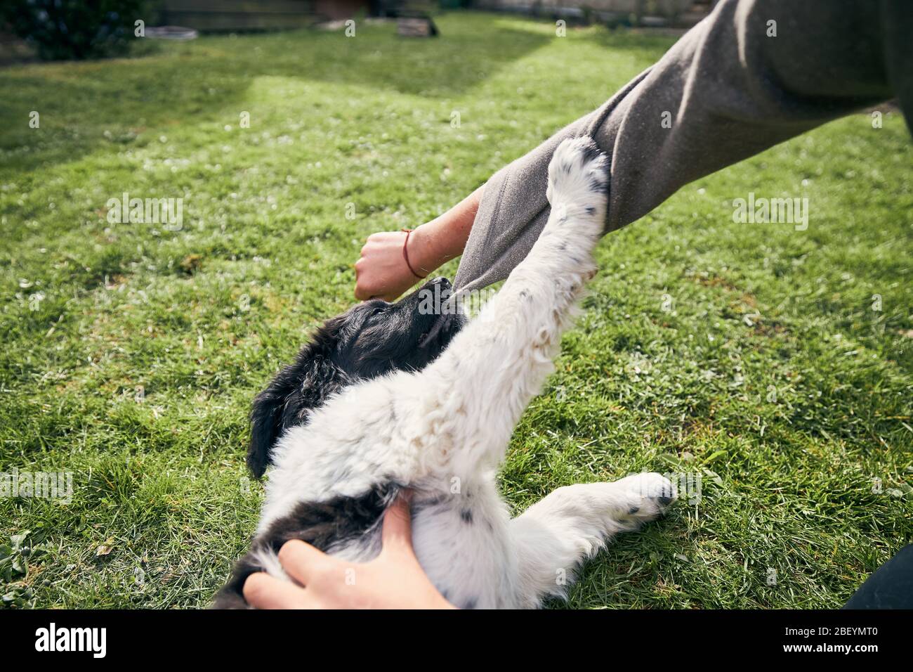 Häusliches Leben mit Hund. Der Hund des tschechischen Berghundes spielt mit dem Besitzer auf dem Hinterhof des Hauses. Stockfoto