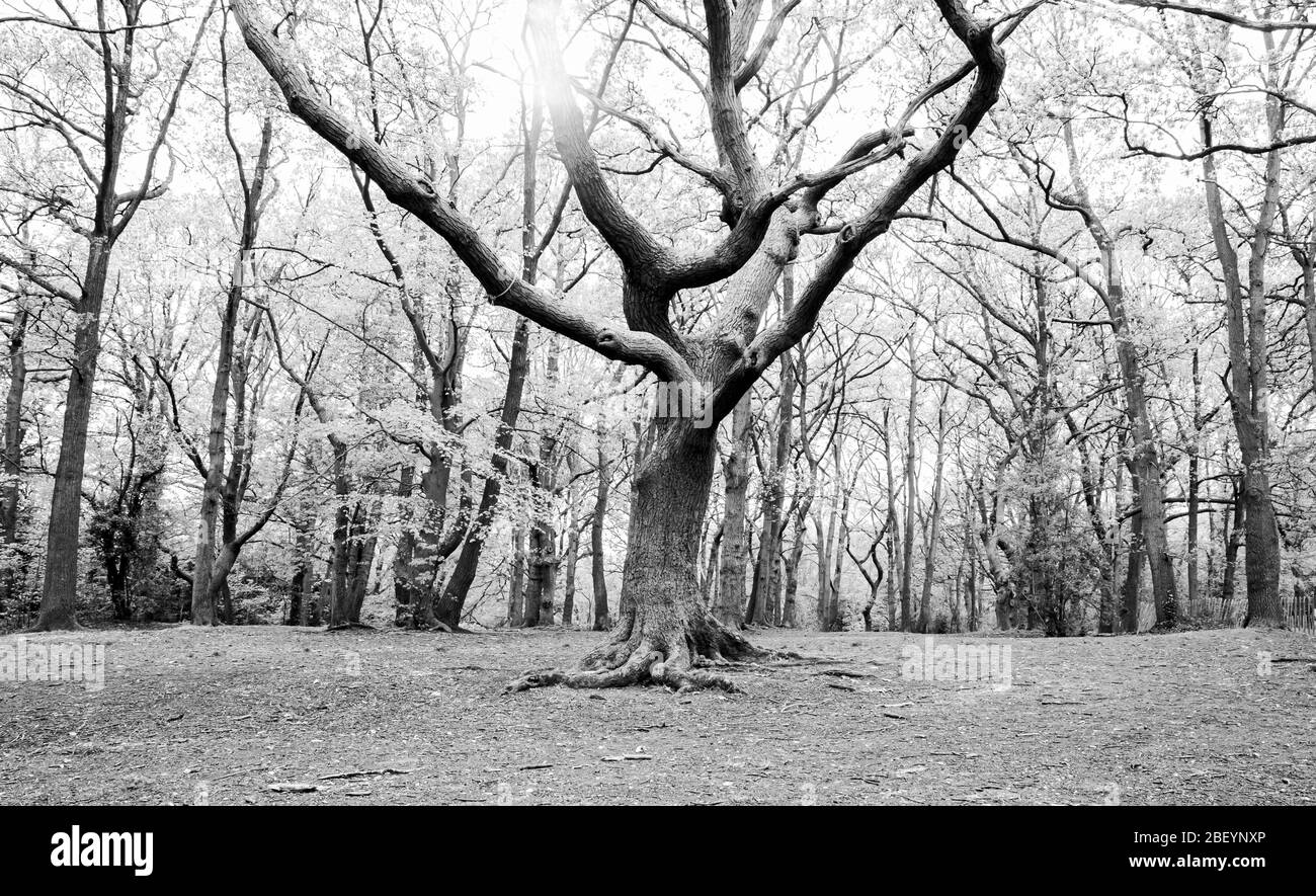 Baum in einer Lichtung im Wald in schwarz und weiß Stockfoto