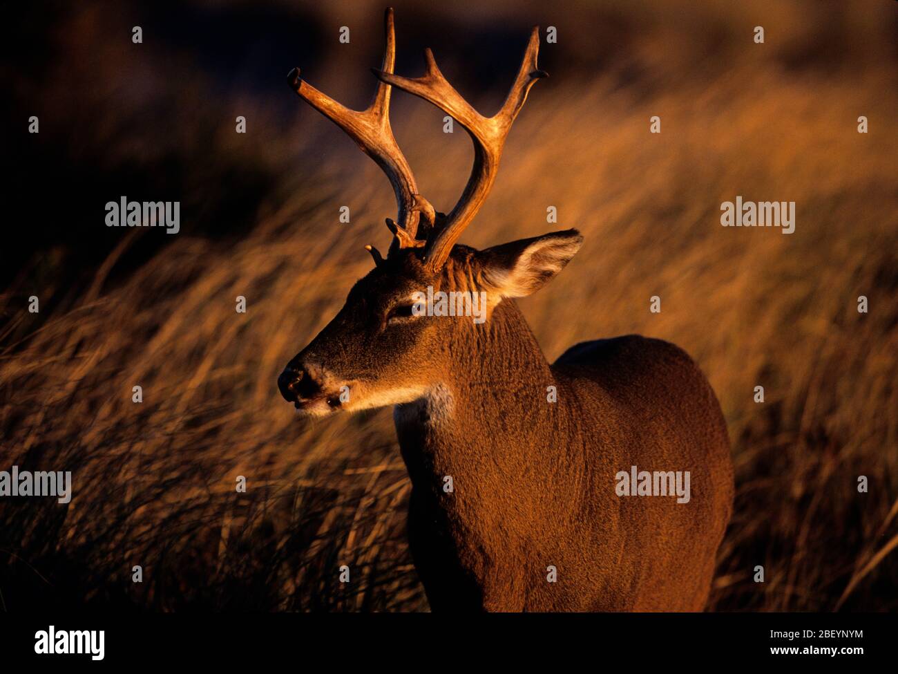 Weiß - angebundene Rotwild buck Stockfoto