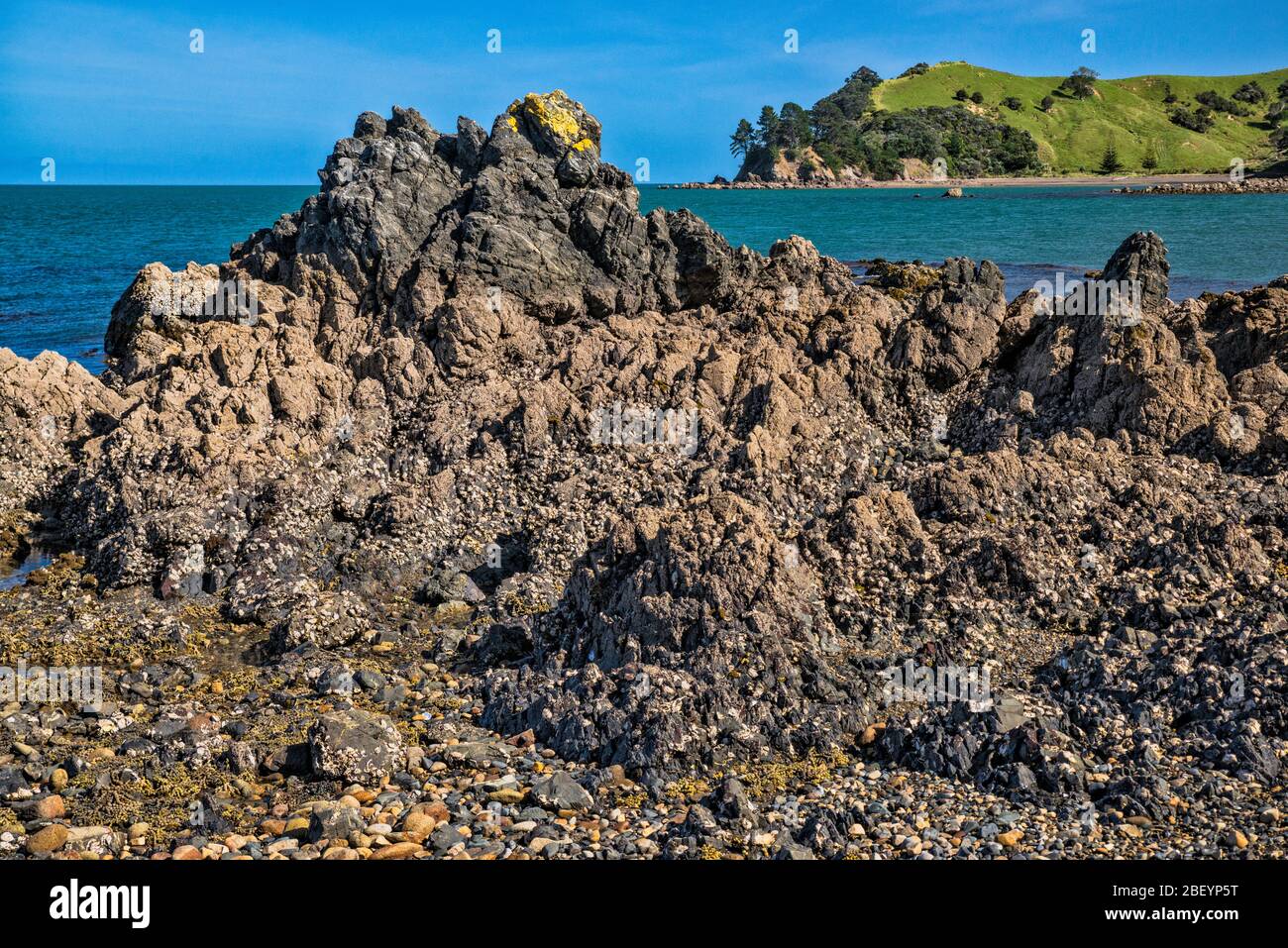Felsen am Strand über dem Firth of Thames, in der Nähe der Stadt Thames, Westseite der Coromandel Peninsula, Waikato Region, Nordinsel, Neuseeland Stockfoto