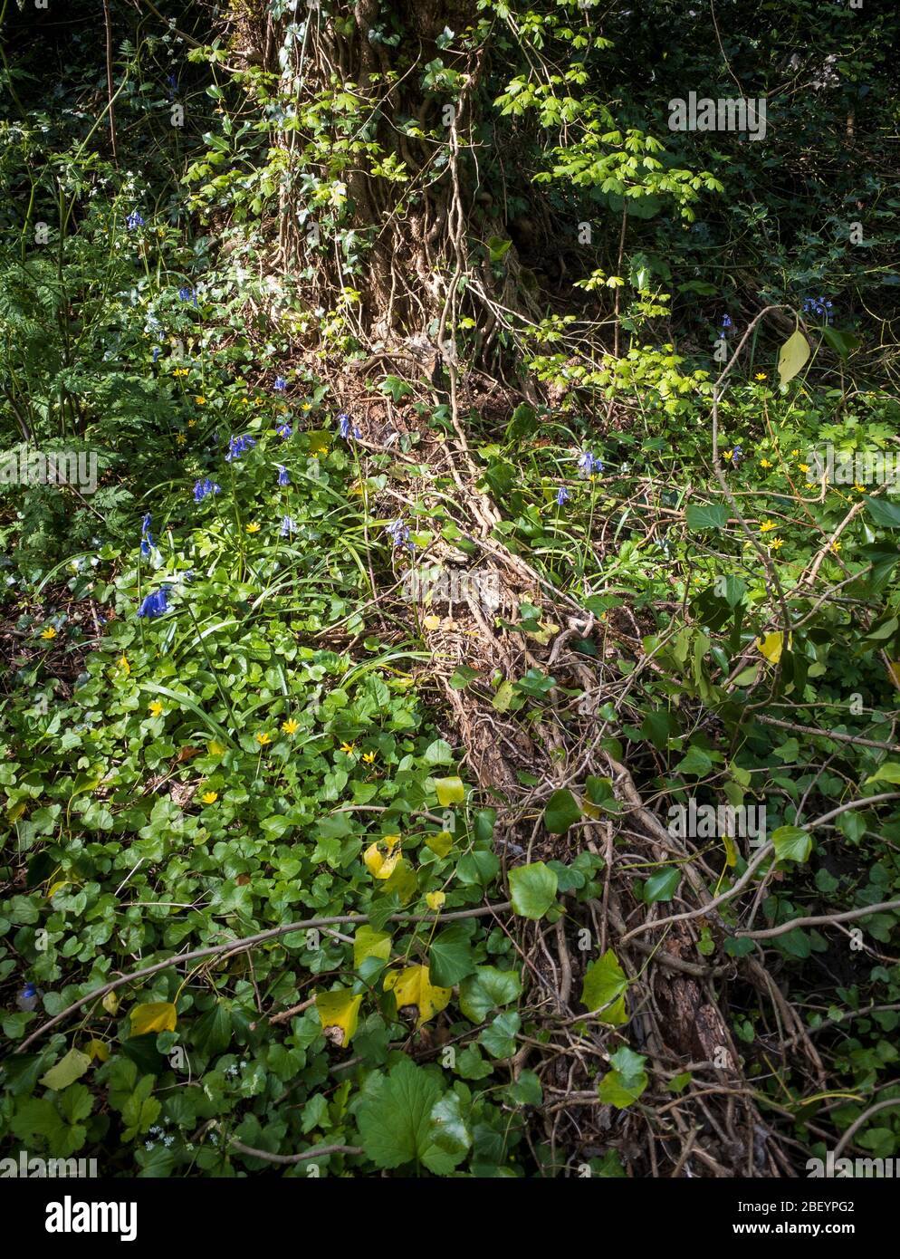 Baumwurzeln und schleichende Efeu in üppigem Unterholz mit wilden Blumen in Worcestershire, Großbritannien Stockfoto