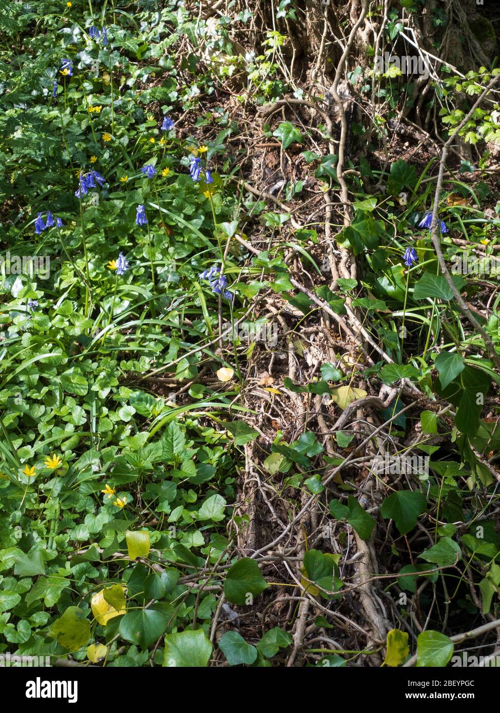Baumwurzeln und schleichende Efeu in üppigem Unterholz mit wilden Blumen in Worcestershire, Großbritannien Stockfoto