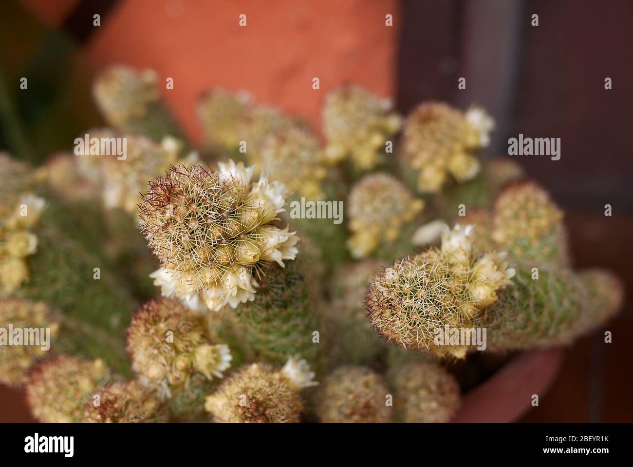 Mammillaria elongata Stamm mit gelben Blüten Stockfoto