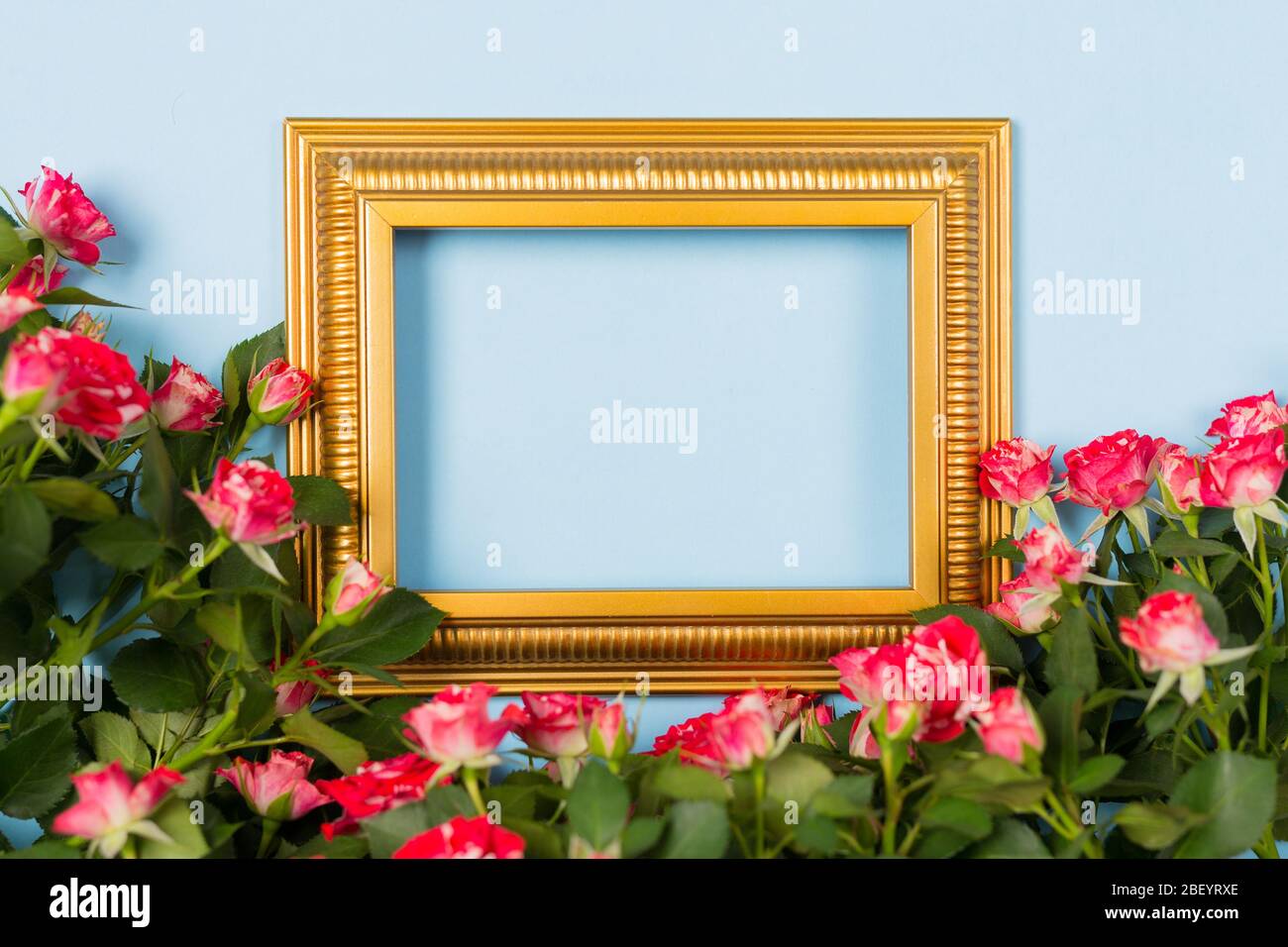 Golden Frame leer leeres Bild umgeben Spray rote Rosen auf hellblauem Hintergrund. Kopieren Sie Speicherplatz freien Speicherplatz für Text. Konzept der Urlaubskarte. Mock-up Stockfoto