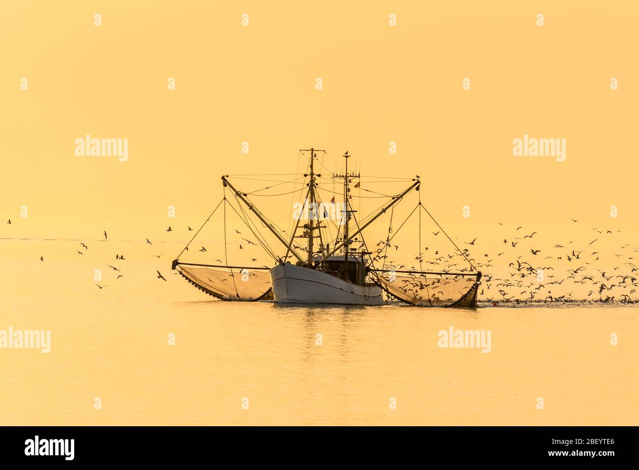 Fischerboot mit Schleppnetzen und Schwarm von Möwen bei Sonnenuntergang, Nordsee, Deutschland Stockfoto