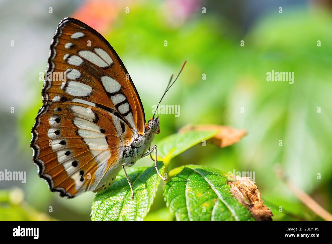Gemeiner Sergeant - Athyma perius, schöner brauner und weißer Schmetterling aus südostasiatischen Wiesen und Wäldern, Malaysia. Stockfoto
