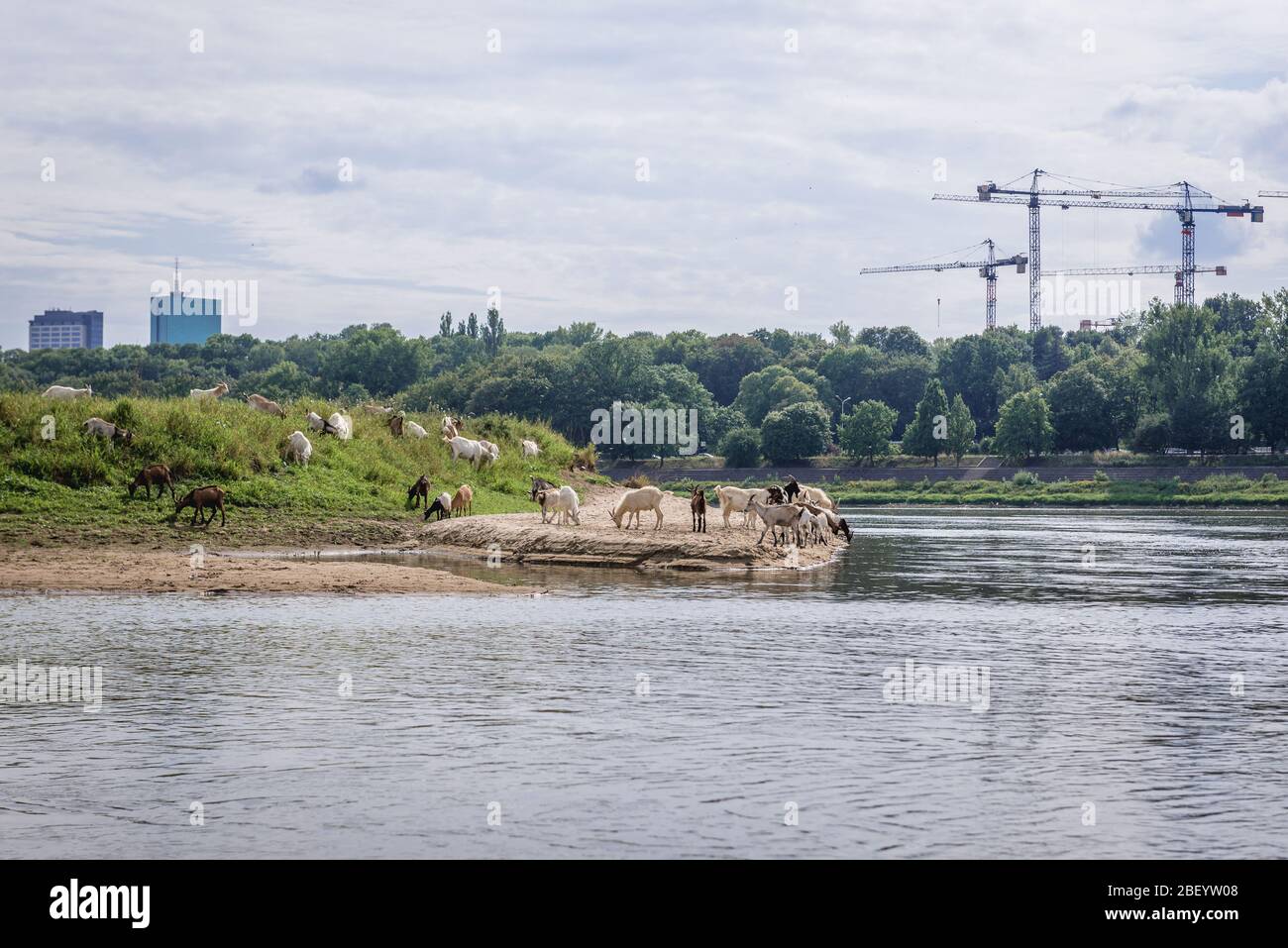 Ziegenherde auf einer Insel an der Weichsel in Warschau, Polen, Teil eines von der Stadt unterstützten Projekts zur Erhaltung der Insel auf natürliche Weise Stockfoto