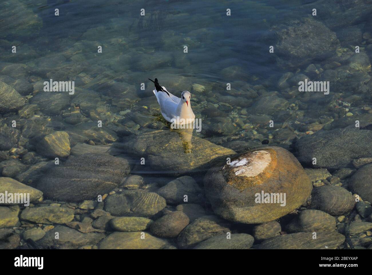 Bassano del Grappa, Italien. Eine Möwe schwimmt im Fluss Brenta. Stockfoto