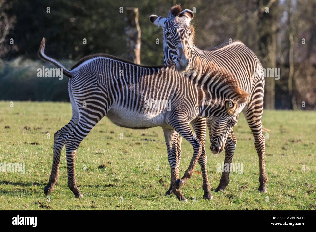 Grévys Zebras (Equus grevyi), auch kaiserliches Zebra, bedrohten den afrikanischen Equid, gefangen im Whipsnade Zoo, Großbritannien Stockfoto