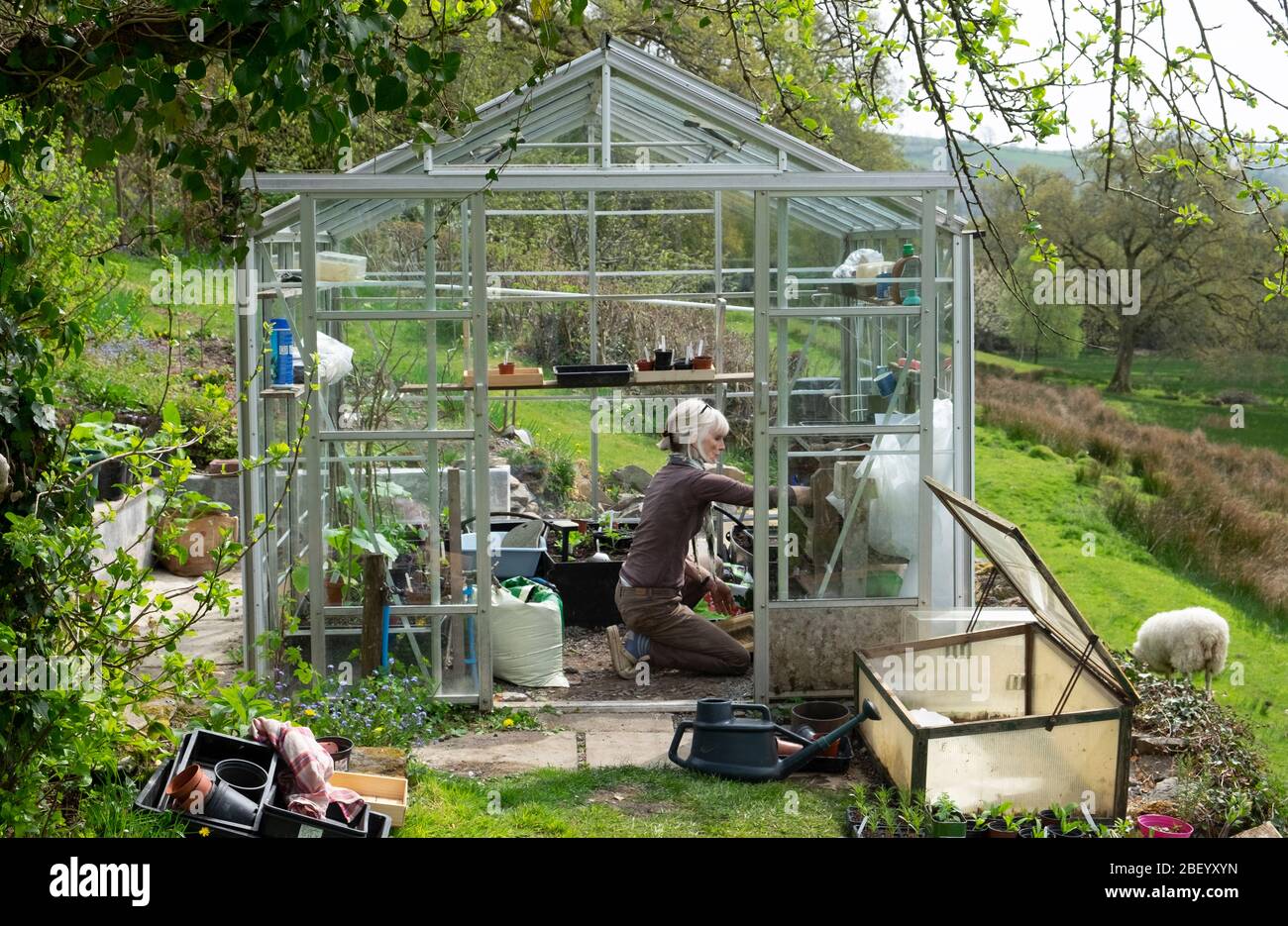 Ältere Frau Gärtner kniet Arbeit im Gewächshaus Aussaat Samen und Umpflanzen Sämlinge am sonnigen Frühlingstag in Dyfed West Wales UK KATHY DEWITT Stockfoto