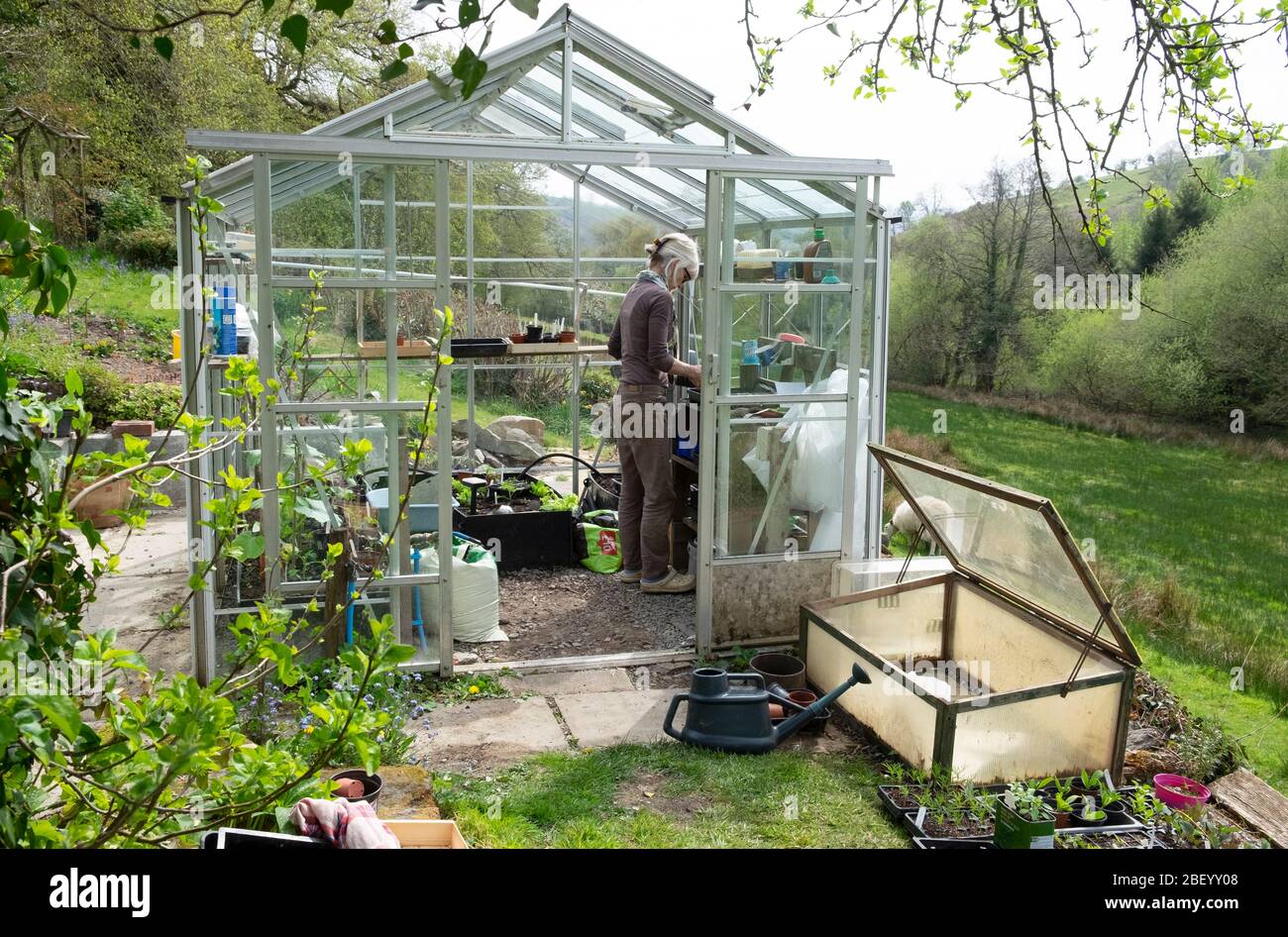 Gärtnerin, die im Gewächshaus arbeitet, sät Samen aus und pflanzt an einem sonnigen April-Frühlingstag in Carmarthenshire Wales, Großbritannien, SETZLINGE Stockfoto