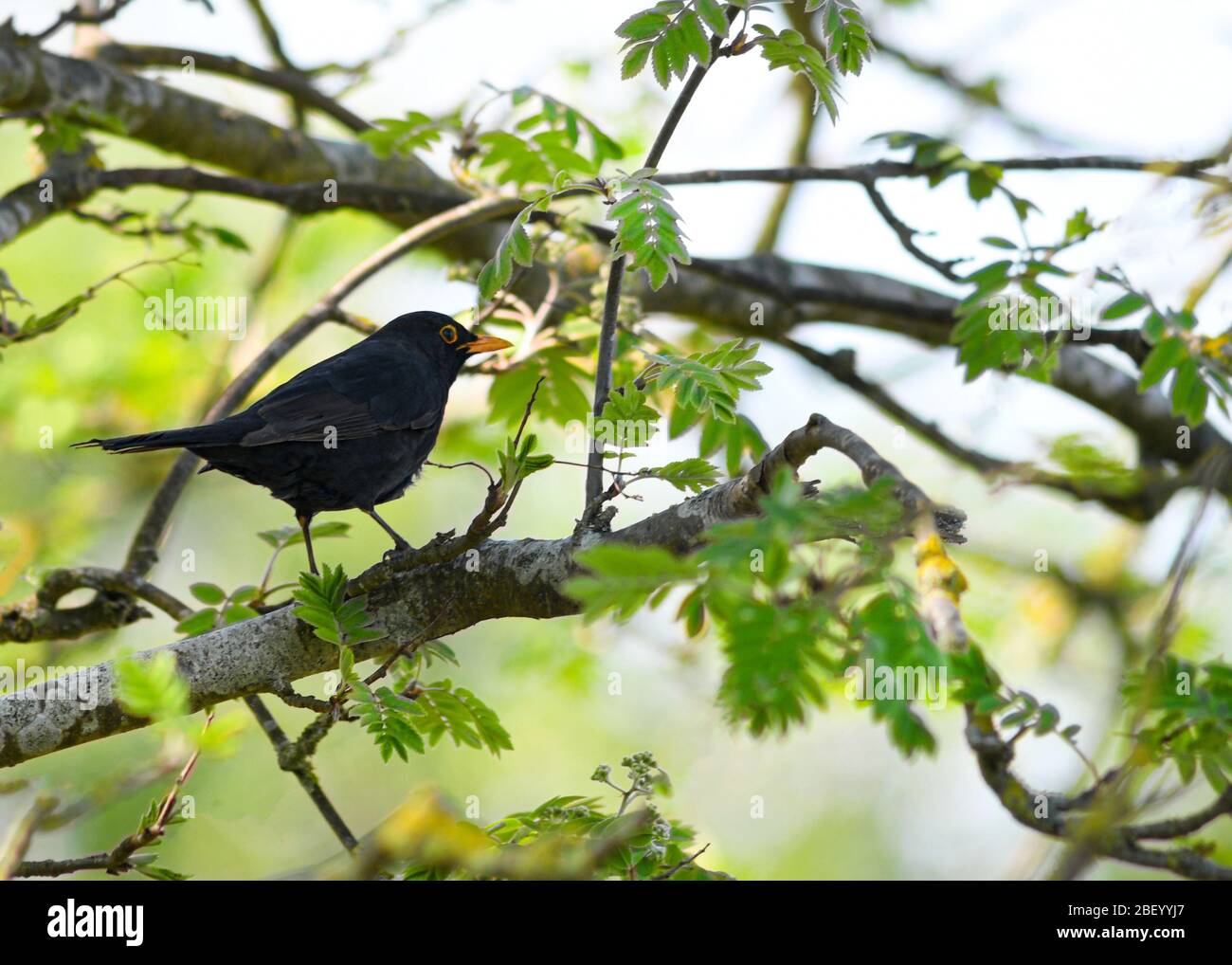 blackbird thront in natürlicher Umgebung in einem hübschen Frühlingsbaum in der hintergrundigen Aufnahme für Copy-Space Stockfoto