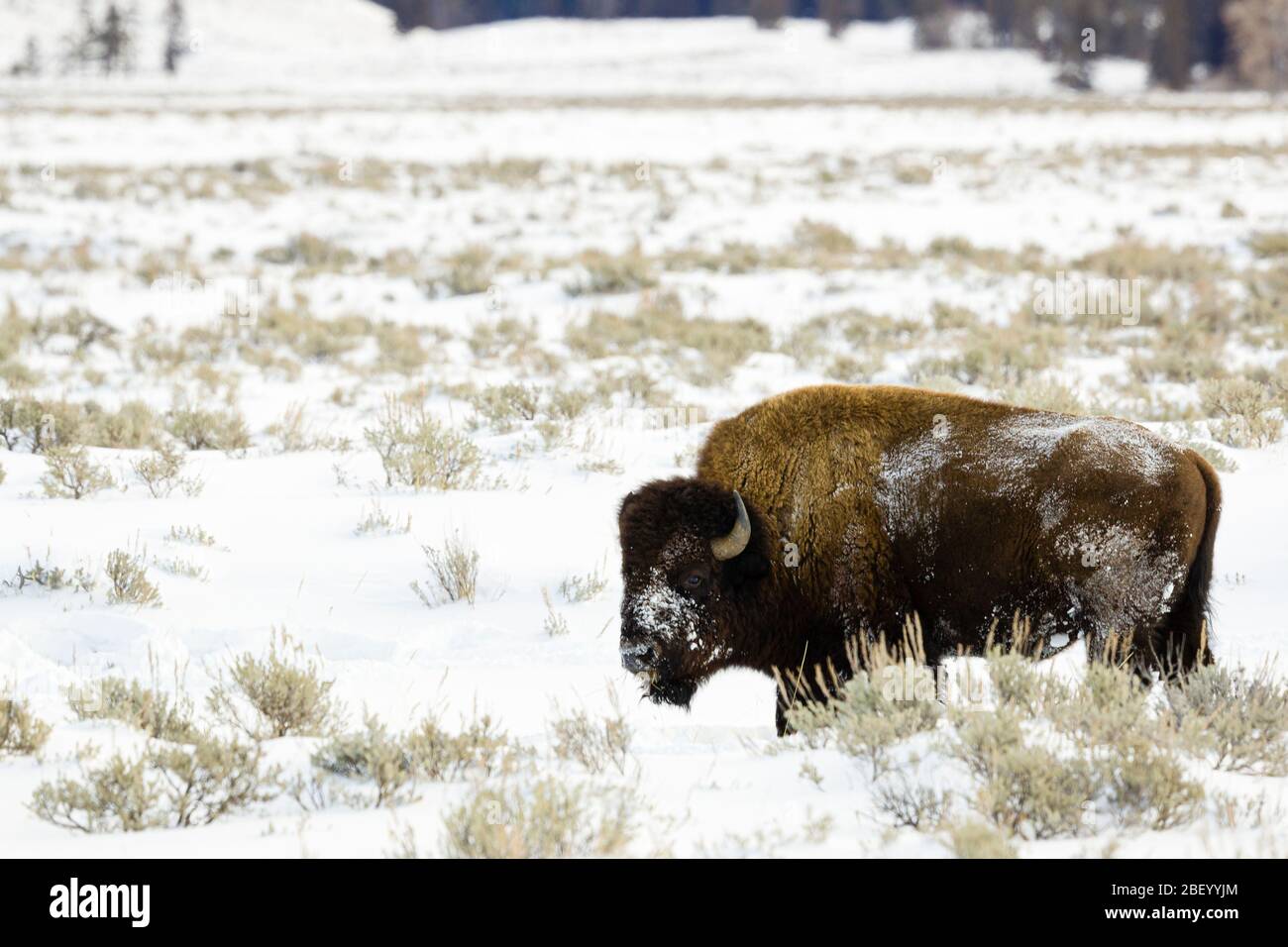 Amerikanische Bisons im Yellowstone Nationalpark Montana USA Stockfoto