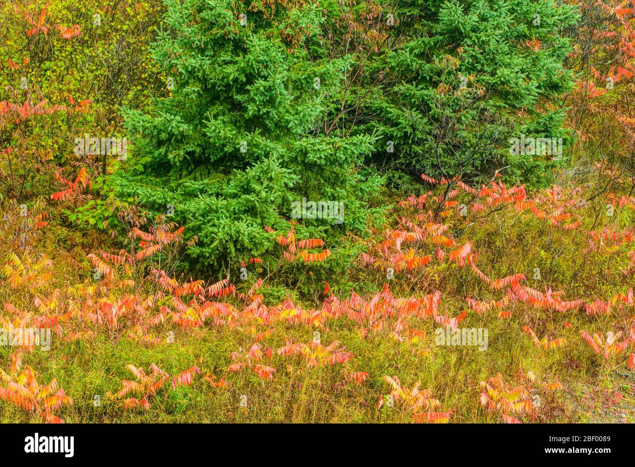 Herbst Sumac Sträucher, Greater Sudbury, Ontario, Kanada Stockfoto