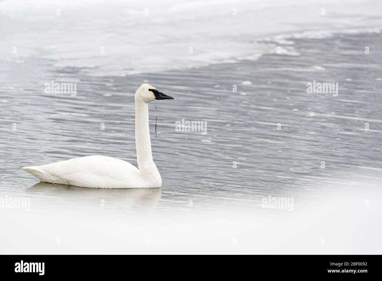 Trompeterschwan im Yellowstone Nationalpark Montana USA Stockfoto