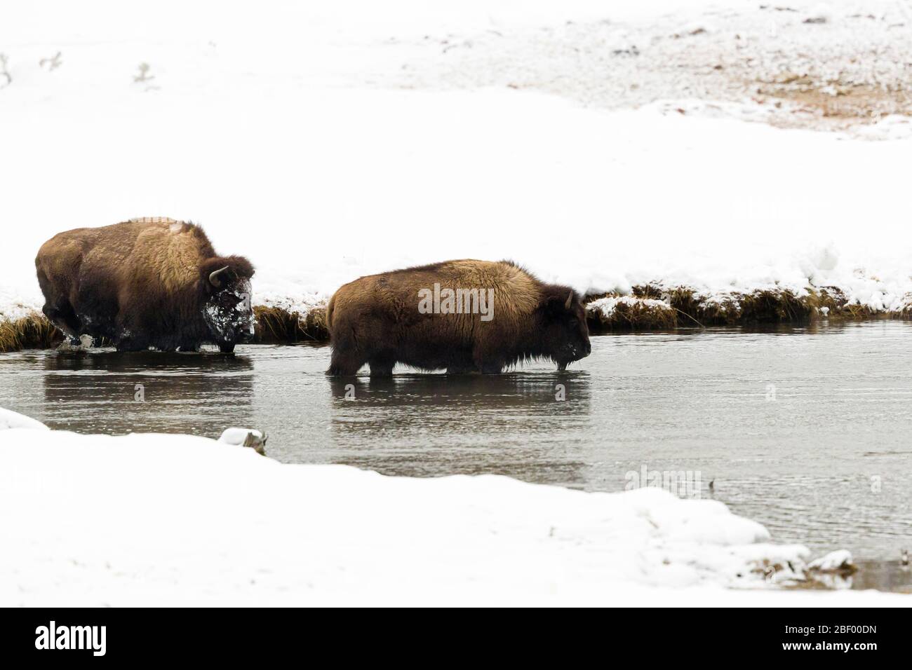 Amerikanische Bisons im Yellowstone Nationalpark Montana USA Stockfoto