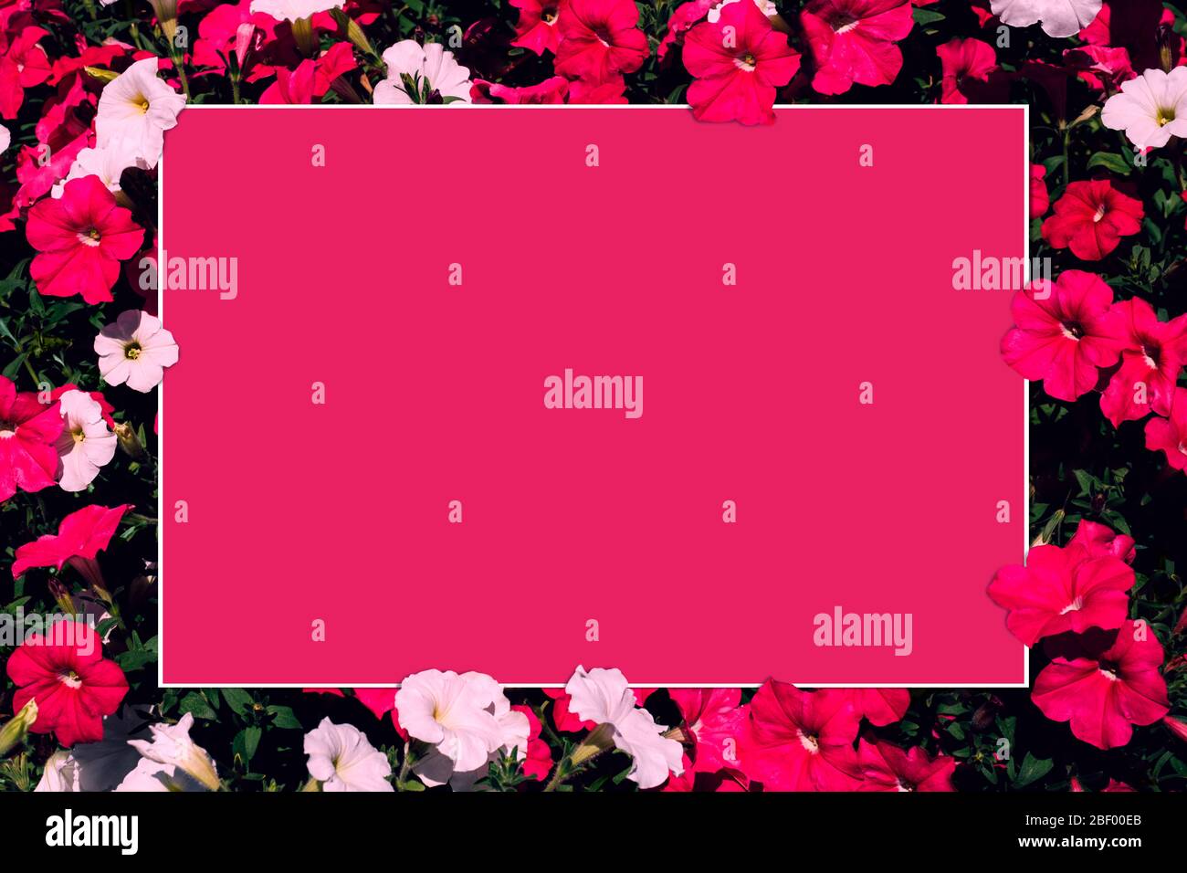 Kreatives Layout aus rosa und weißen Blumen mit Papier-Karte Note. Flaches Lay. Naturkonzept Stockfoto