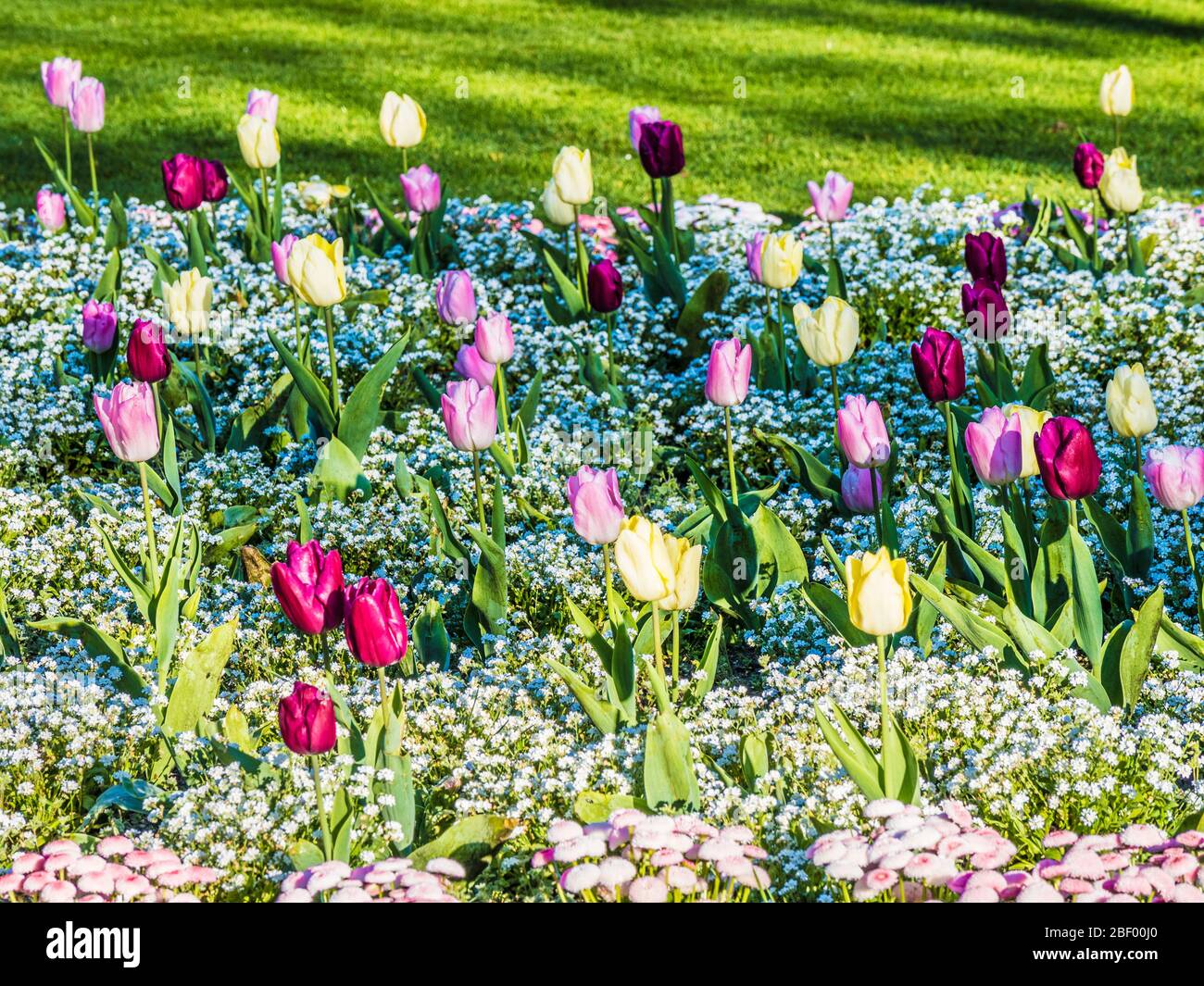 Gelbe, rosa und lila Tulpen und weiße Vergissmeinnicht in einem Frühlingsblumenbett. Stockfoto