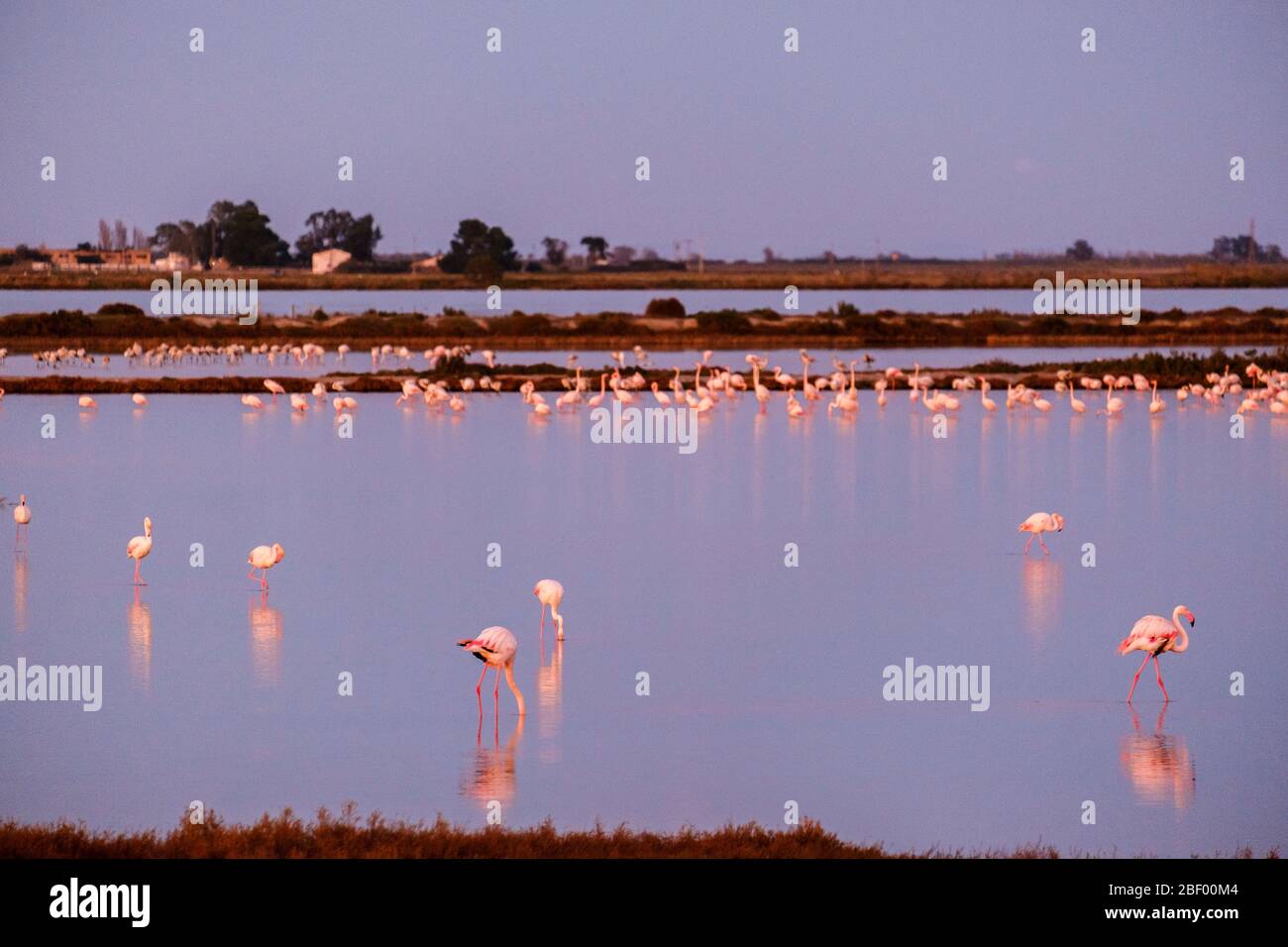 Delta del Ebro, Tarragona, Katalonien, Spanien Stockfoto